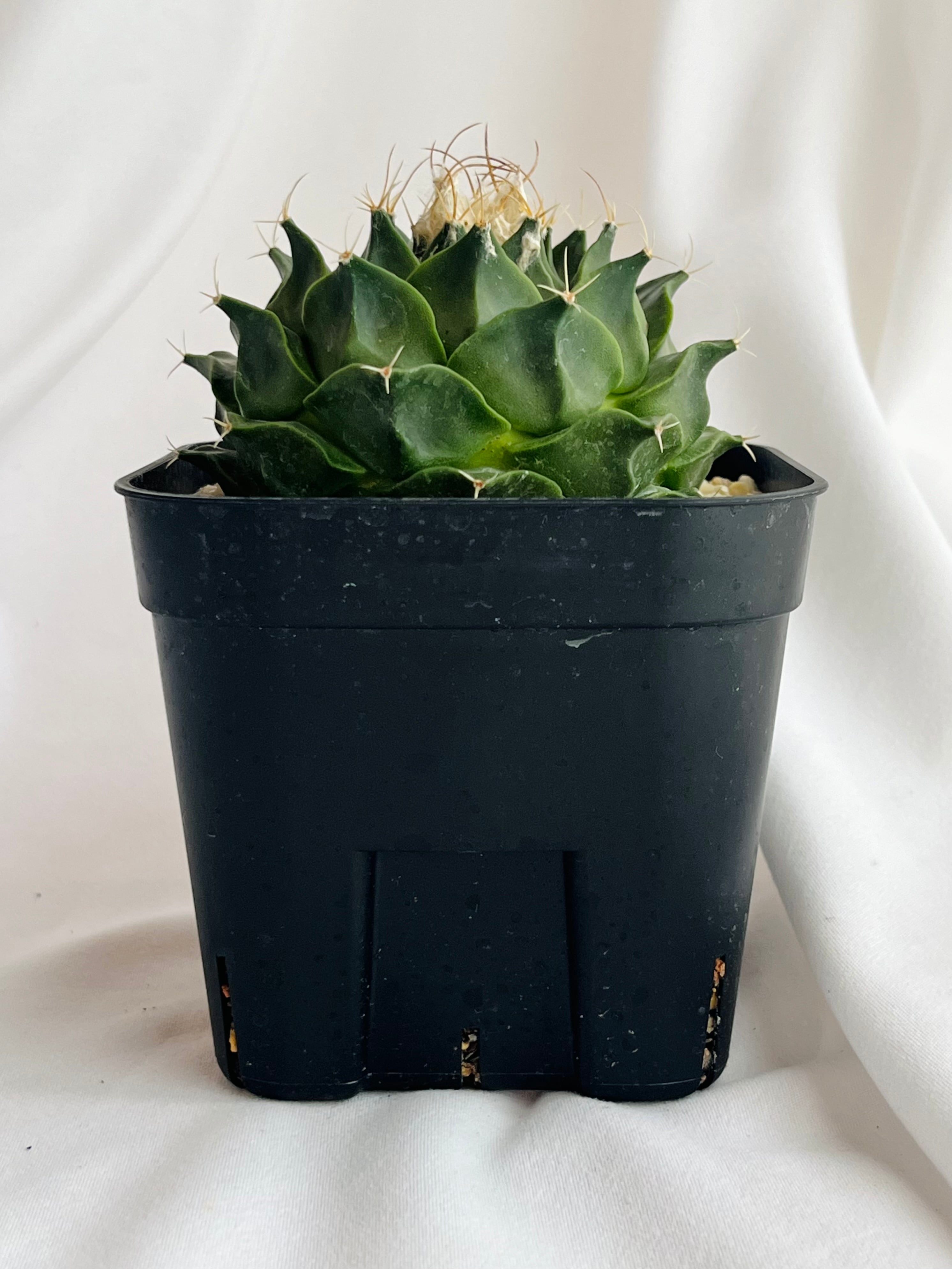 No.239 特選 多肉植物 サボテン オブレゴニア 帝冠錦 / Obregonia