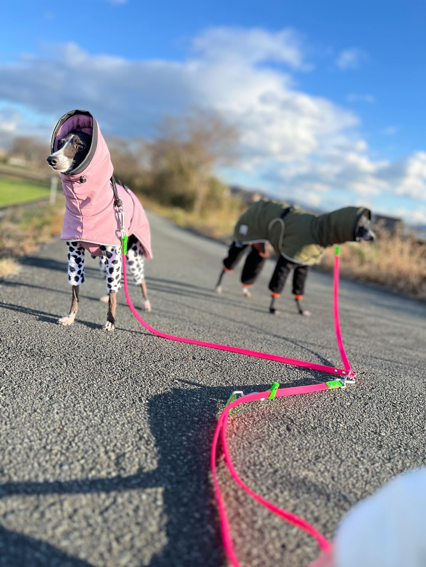 小型犬】多頭対応ハンズフリーにもなる防水リード | ペット用品