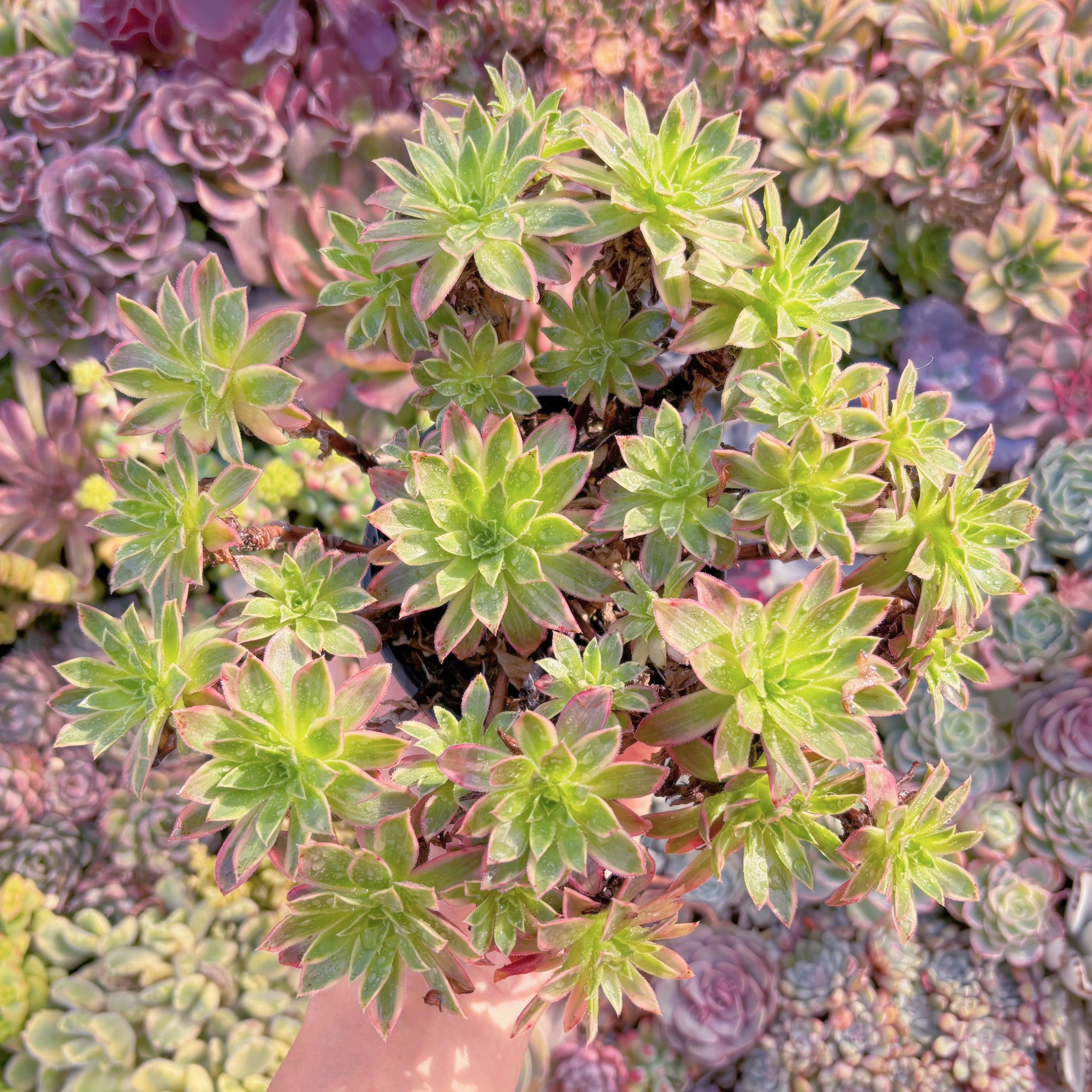 現品　鳳凰錦#694　大群生　新入荷　るる農園