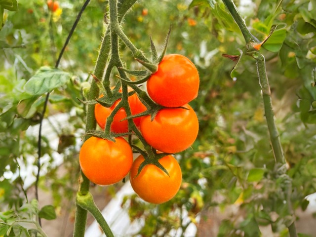 めんこいトマト オレンジ／D-design farm 岩手県産 ミニトマト1kg