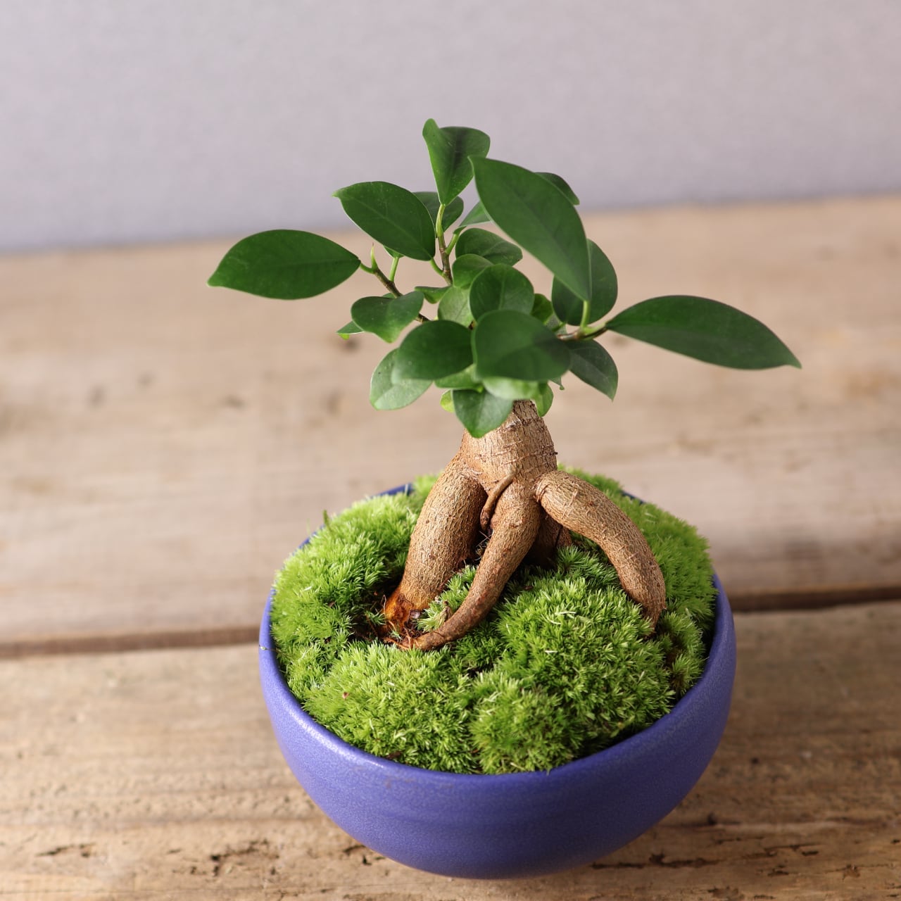 406 小さな幸せを宿す『ガジュマル 盆栽風』観葉植物 【送料無料
