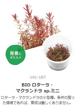 ロタラ・トゥルナデンシス 水中葉1本 | aquarium shop earth