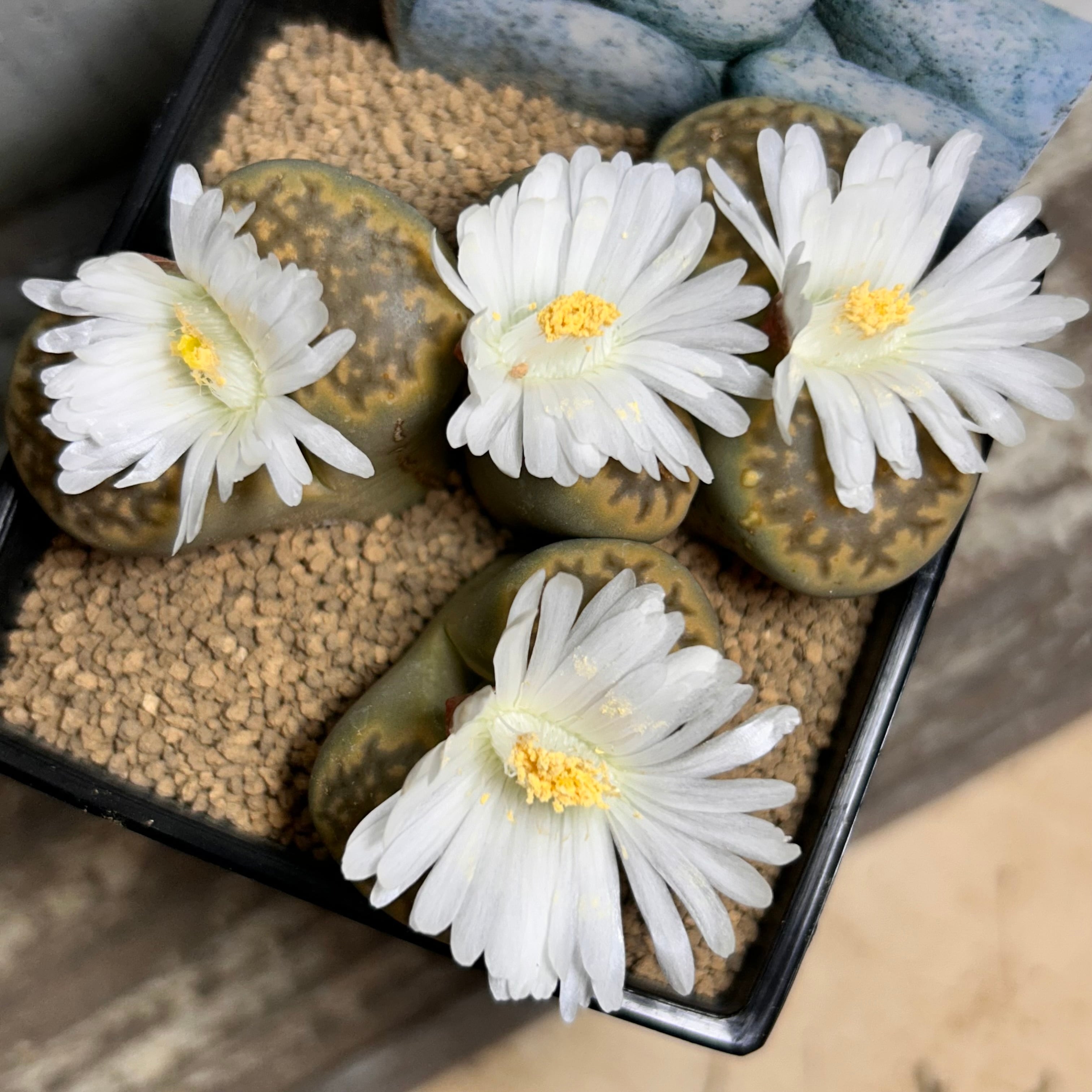 ⑨紅葉碧魚連(白ポット) | RuPo 多肉植物専門店