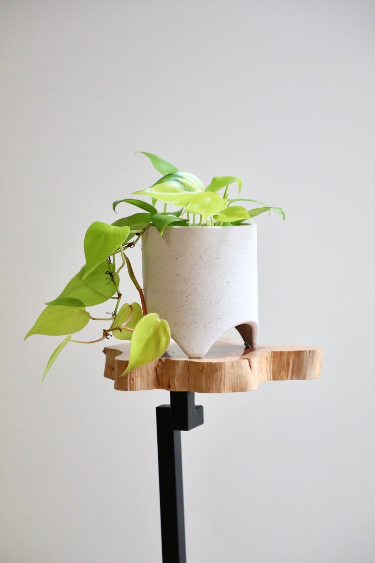 S】フィロデンドロン オキシカルジウム ライム/Philodendron ※陶器鉢