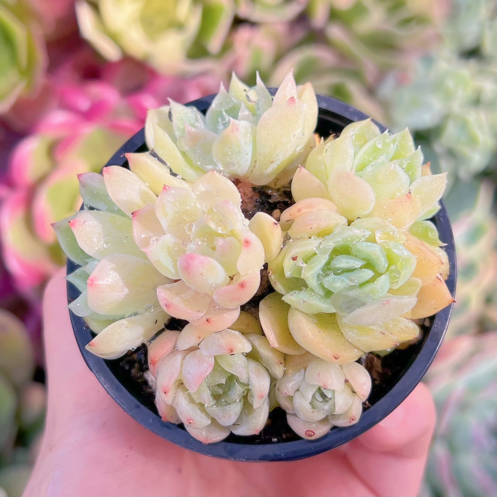 現品　バニラピンク#790　群生　るる農園