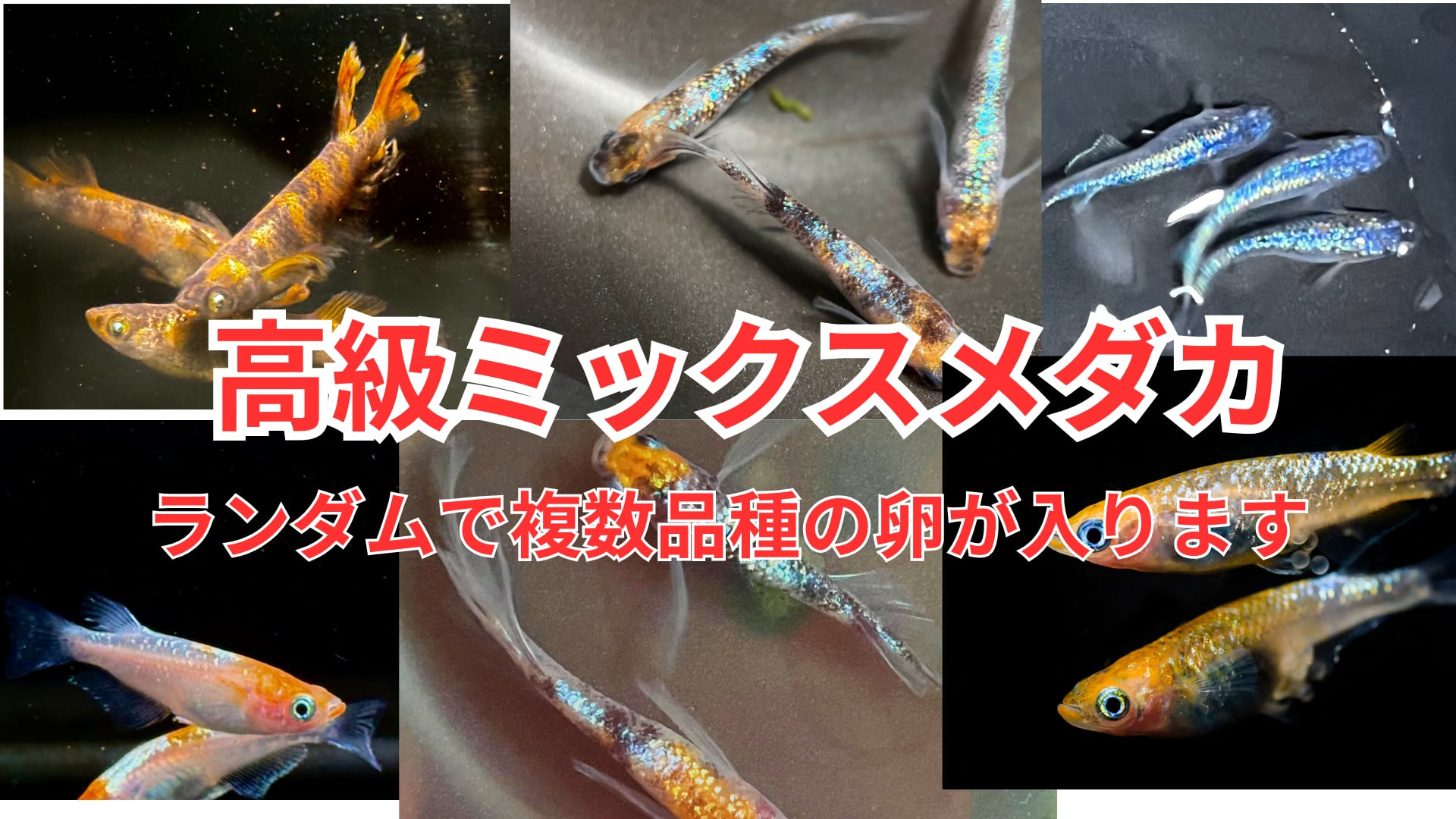 バクテミス　メダカ　めだか　有精卵　レア　テミス　プラチナアイ　猫飯