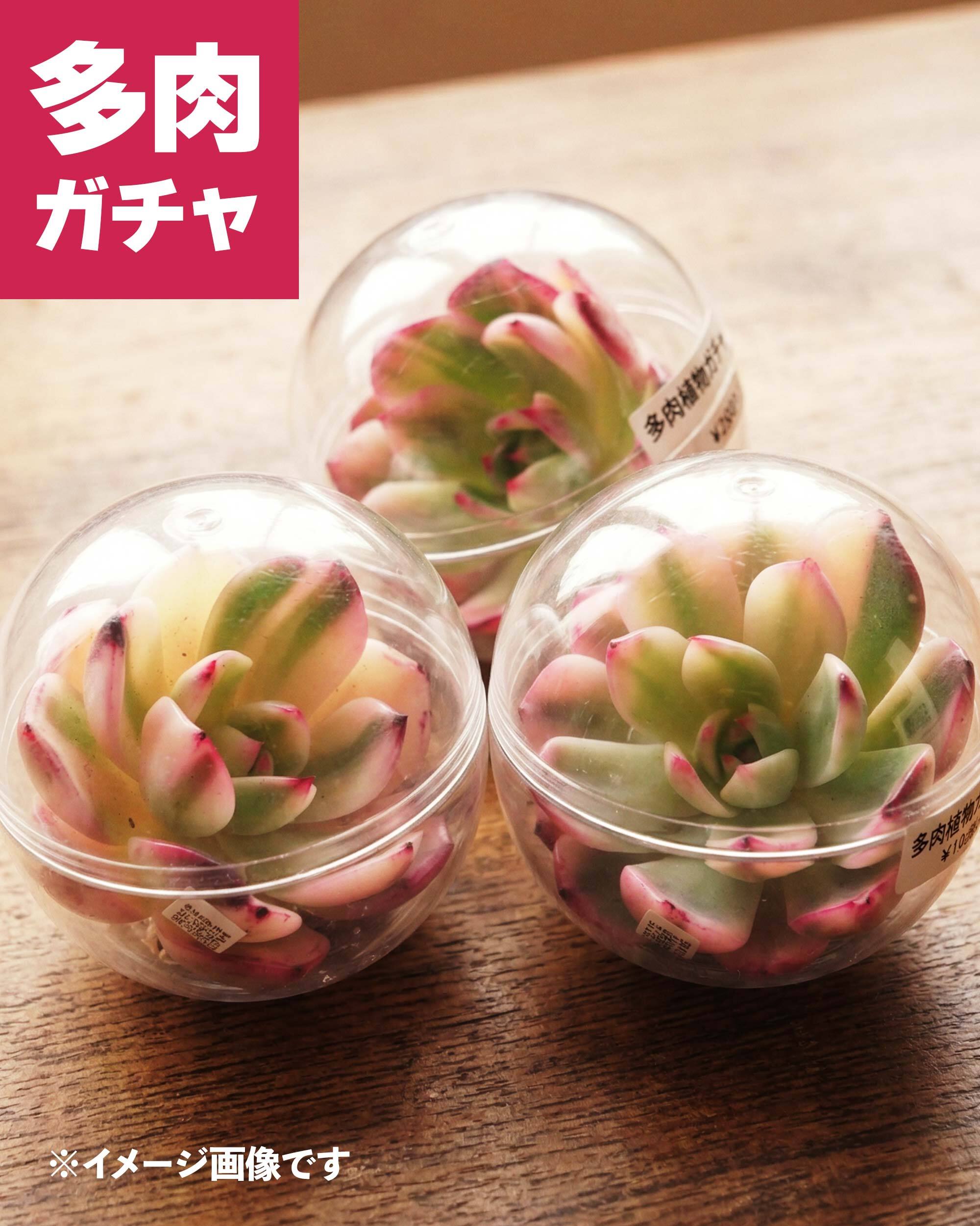レア種・新品種 | PUKUBOOK SUCCULENTS