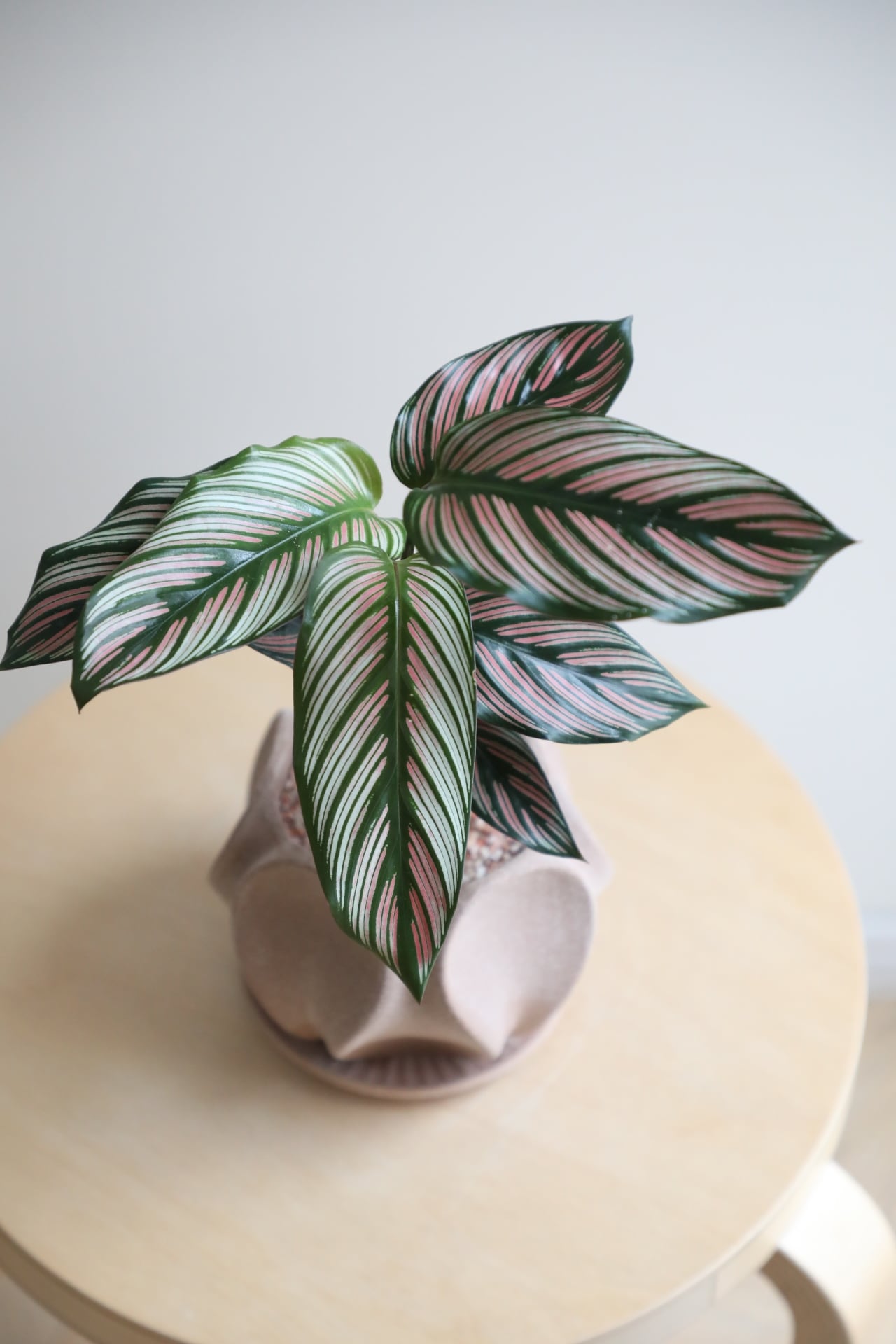 M】カラテア ホワイトスター/Calathea White star | 【厳選植物・器