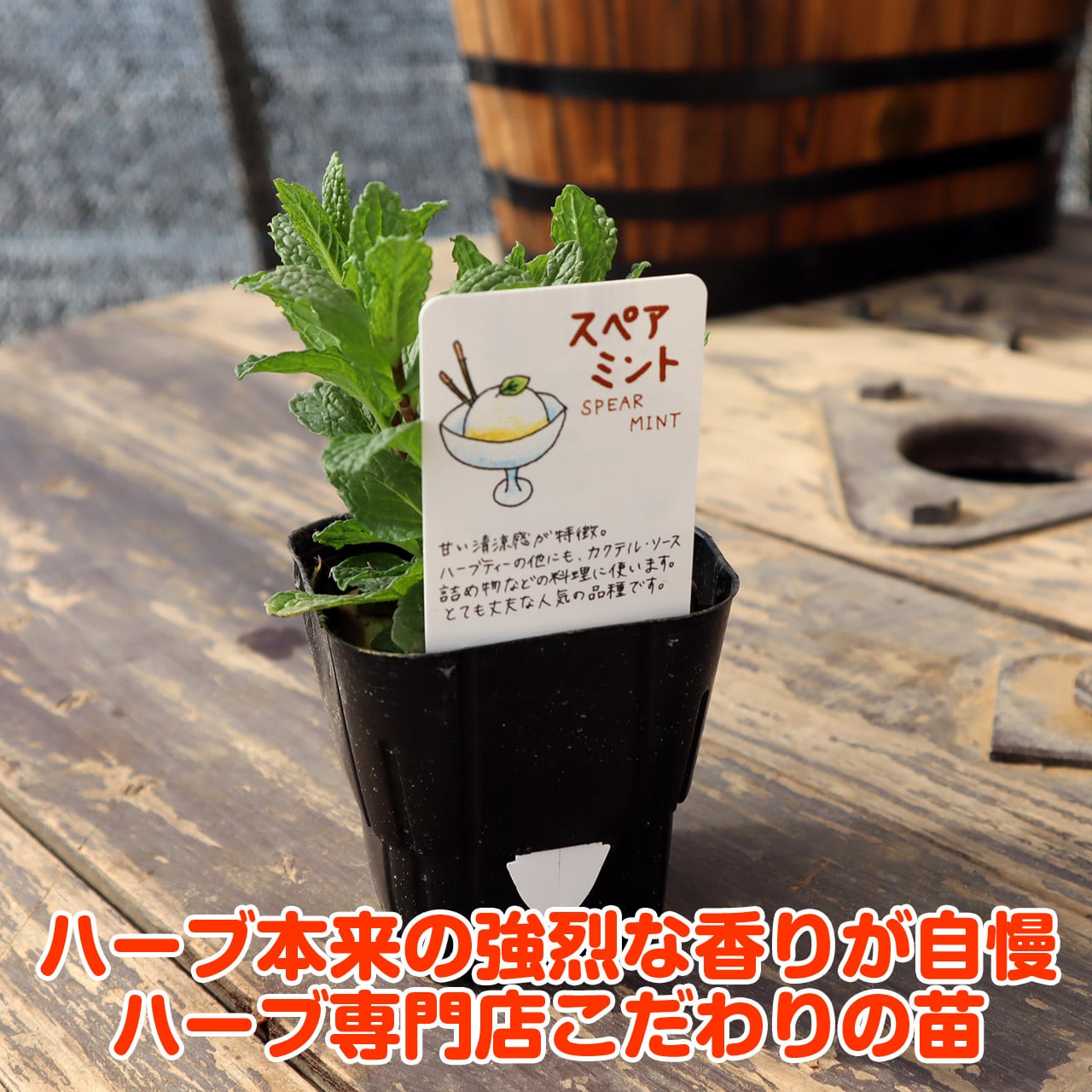 ハーブ 苗 スペアミント | ハーブ苗のポタジェガーデン 本店