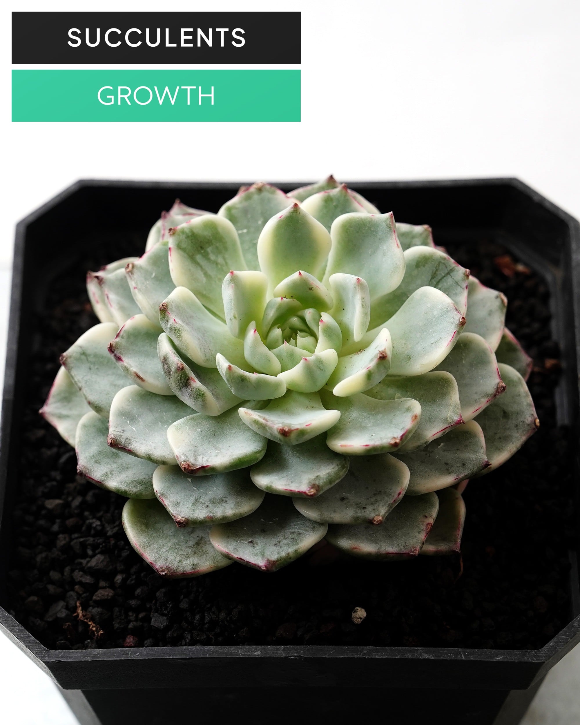SUCCULENTS トレンド | PUKUBOOK SUCCULENTS