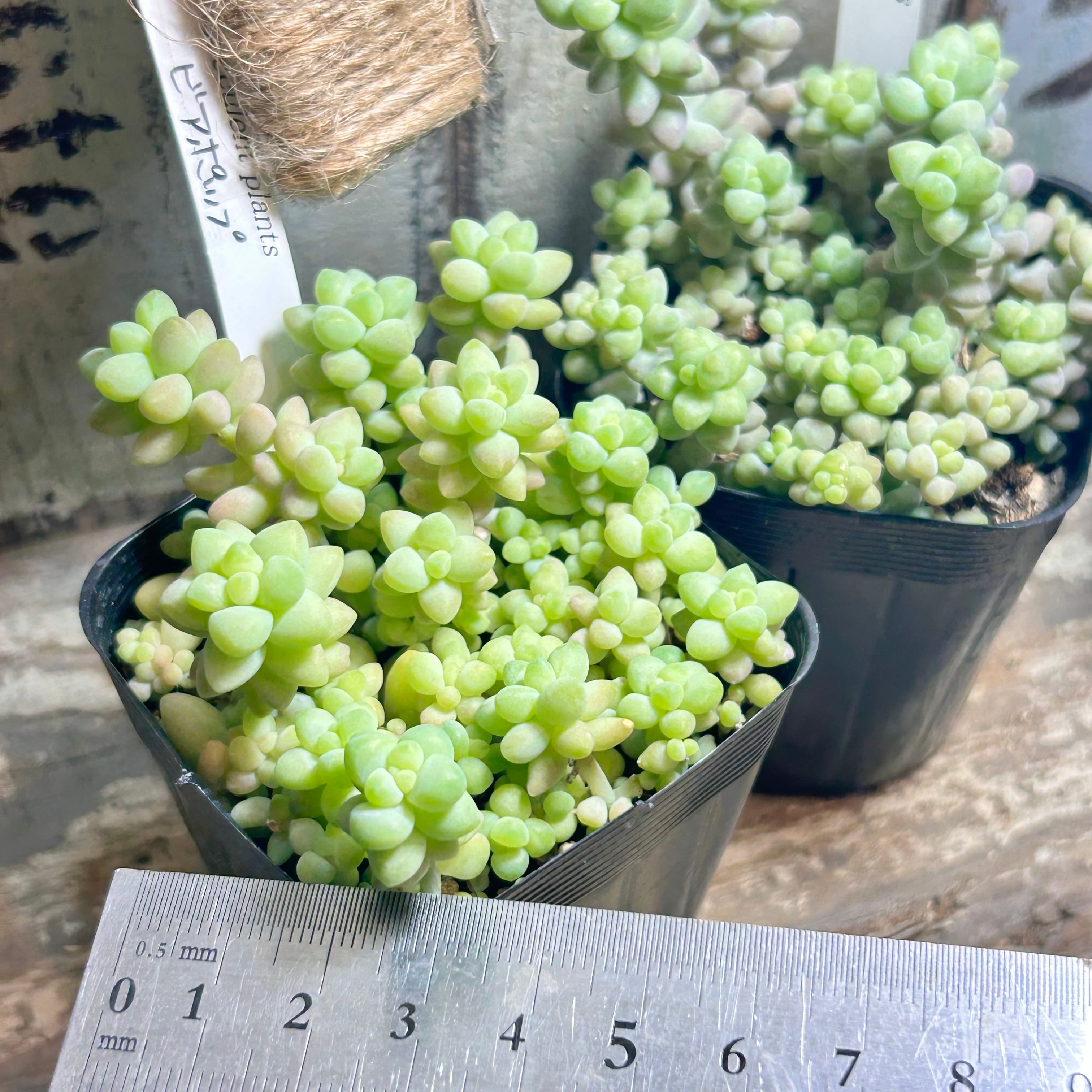 ビアポップ(新玉つづり) | RuPo 多肉植物専門店