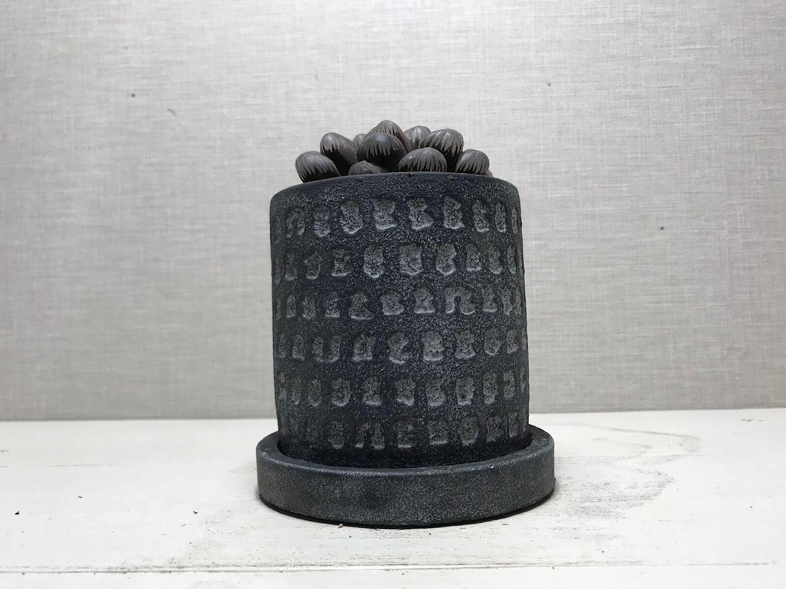 ハオルチア オブツーサ