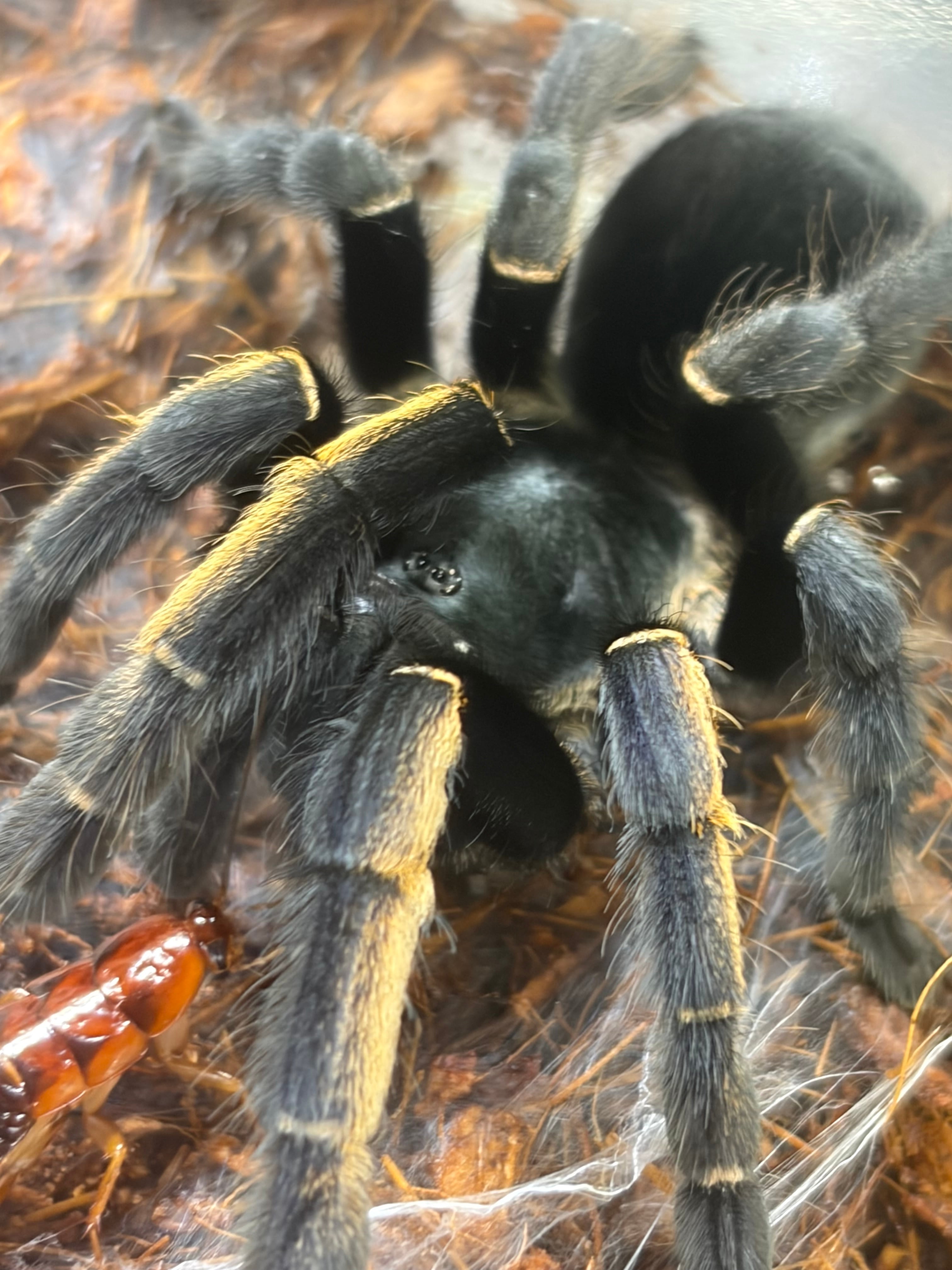 田亀最大級】ナンベイオオタガメの昆虫標本 タランチュラムカデ