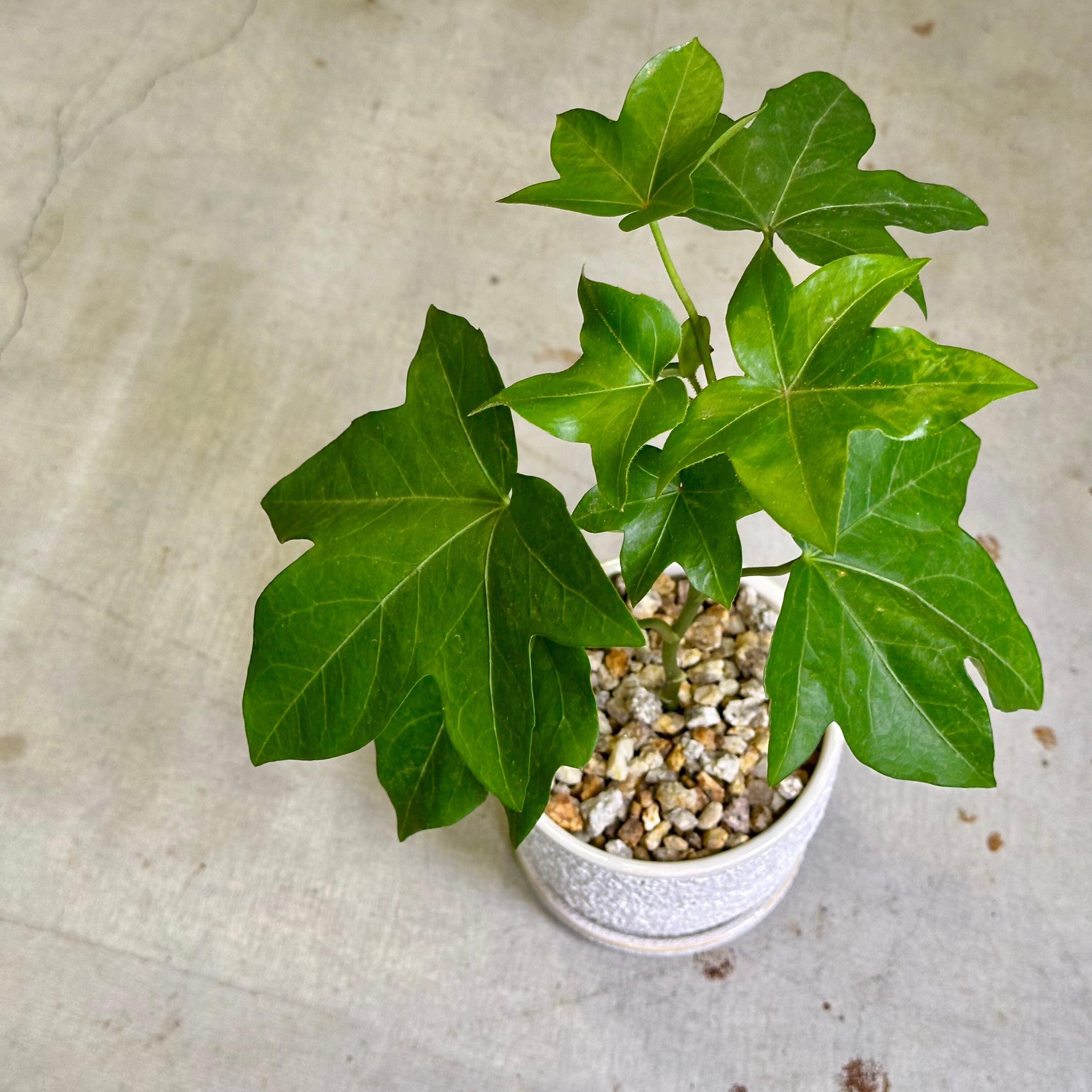 ファトス・ヘデラ | barrelplants_BONSAI