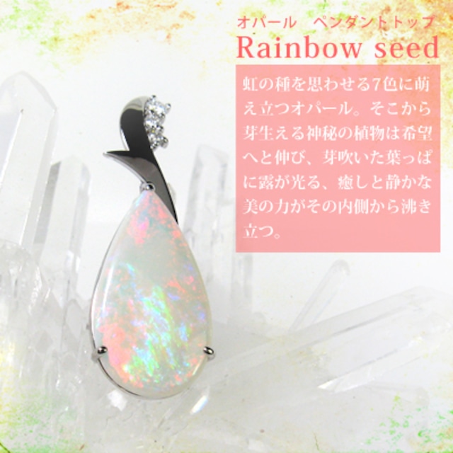 Rainbow seed（レインボー・シード）