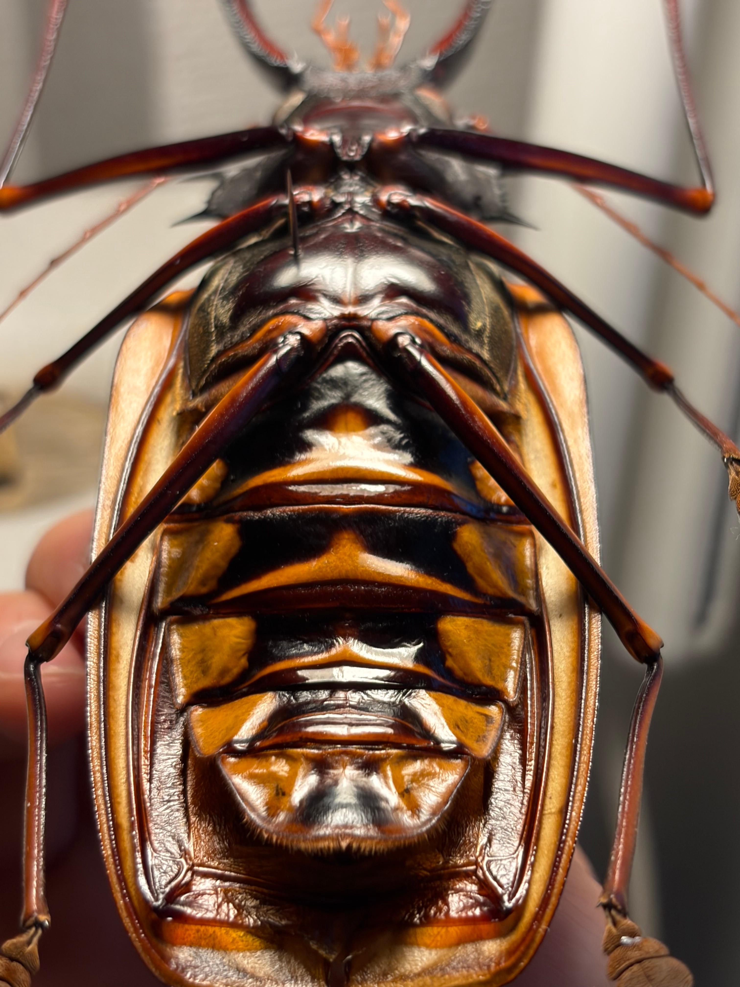 160mm程】オオキバウスバカミキリ標本 Macrodontia cervicornis昆虫