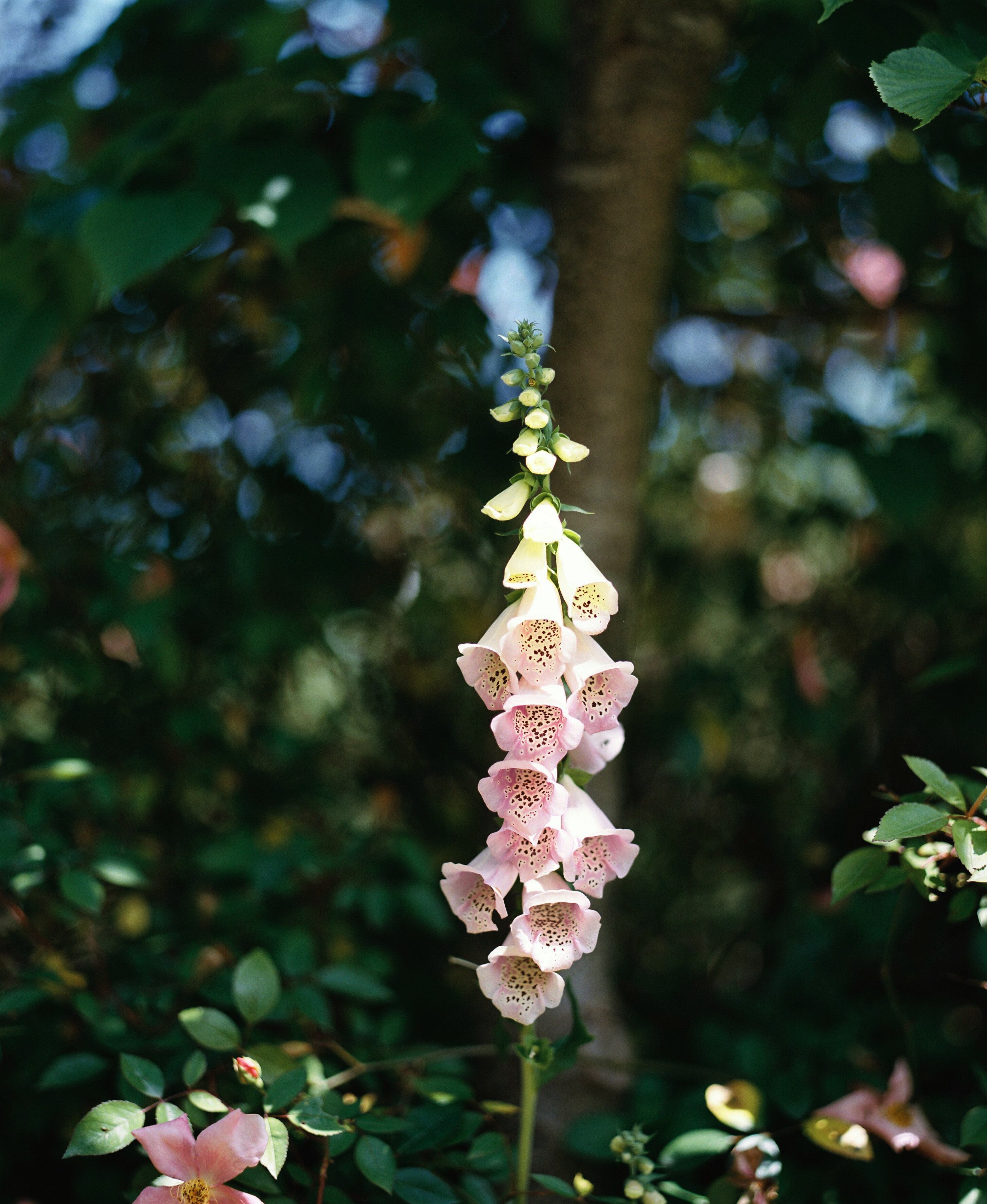 残間奈津子(写真)ジキタリス (植物・大四つサイズ⑨)