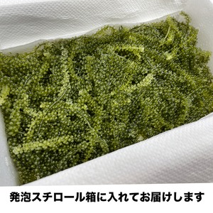 新鮮！海ぶどう300g