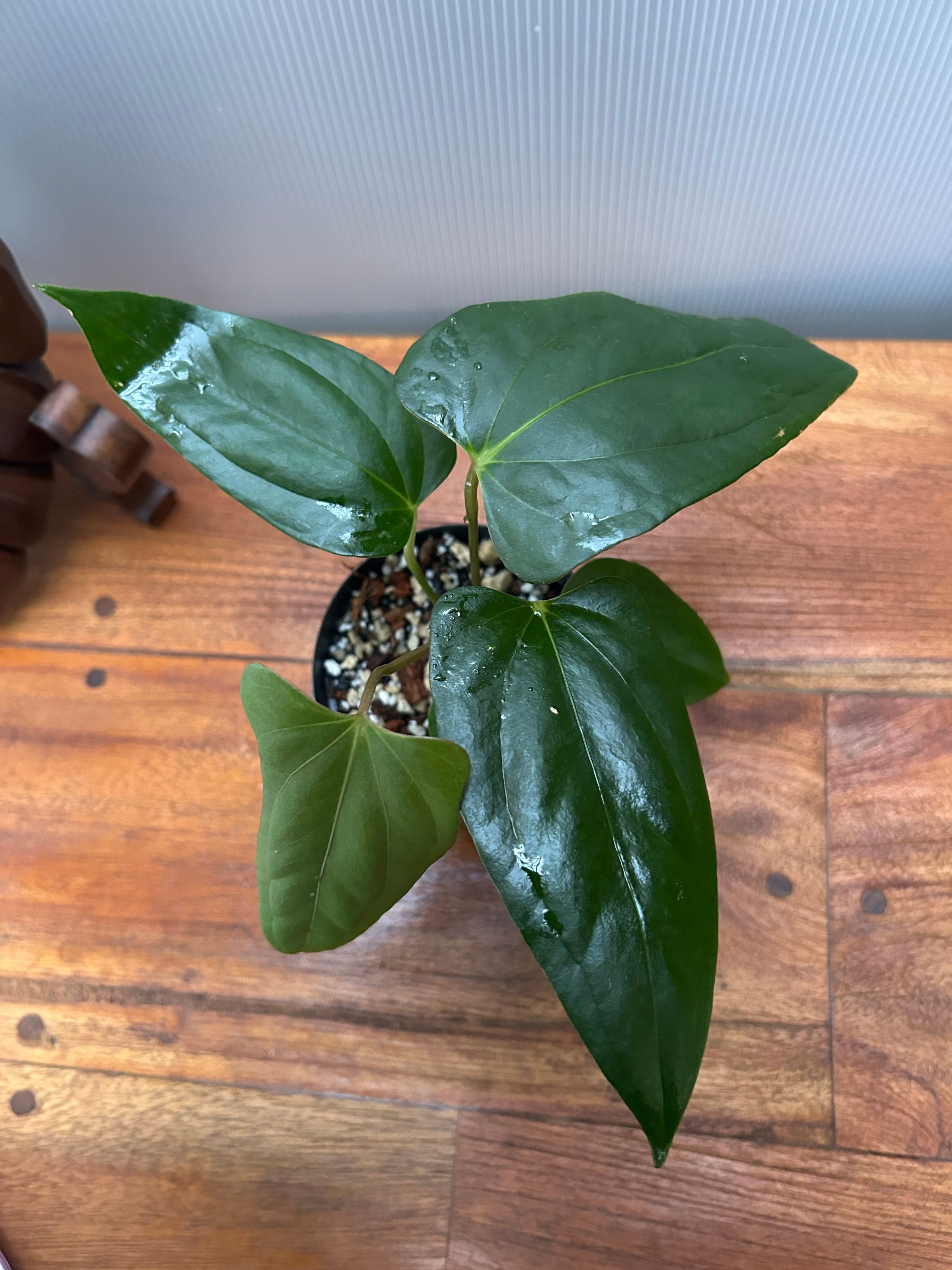 T*m様 アンスリウム　ポーティラエ　NSE fit=scale-down,w=1200