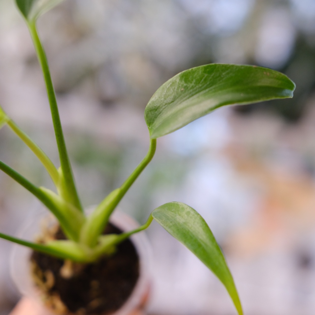 モンステラ バールマルクスフレーム / Monstera 'Burle Marx's Flame⑨│観葉植物