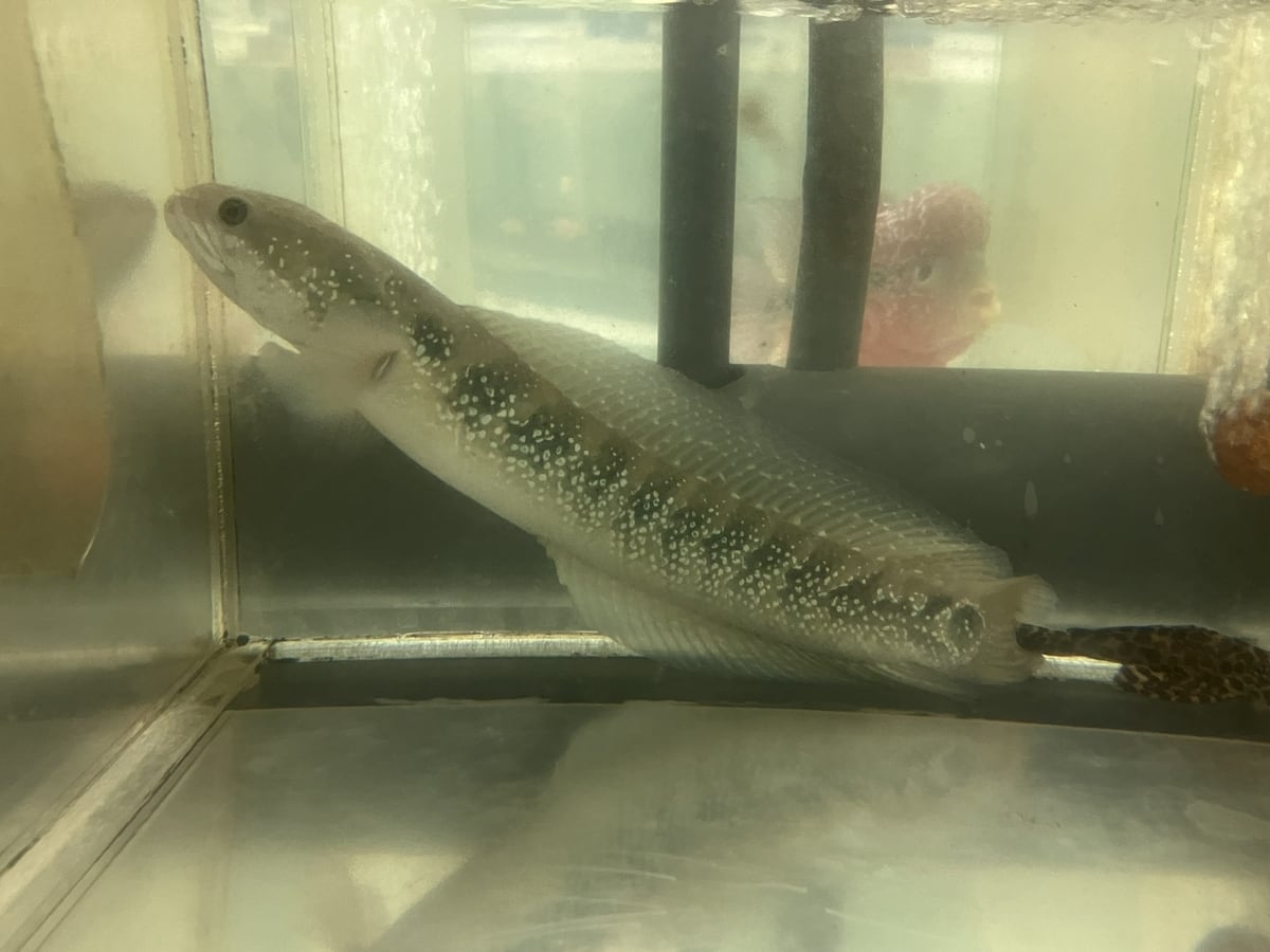 ホワイトスポットコウタイ 28cmぐらい 1匹セット | アクアショップ K.K