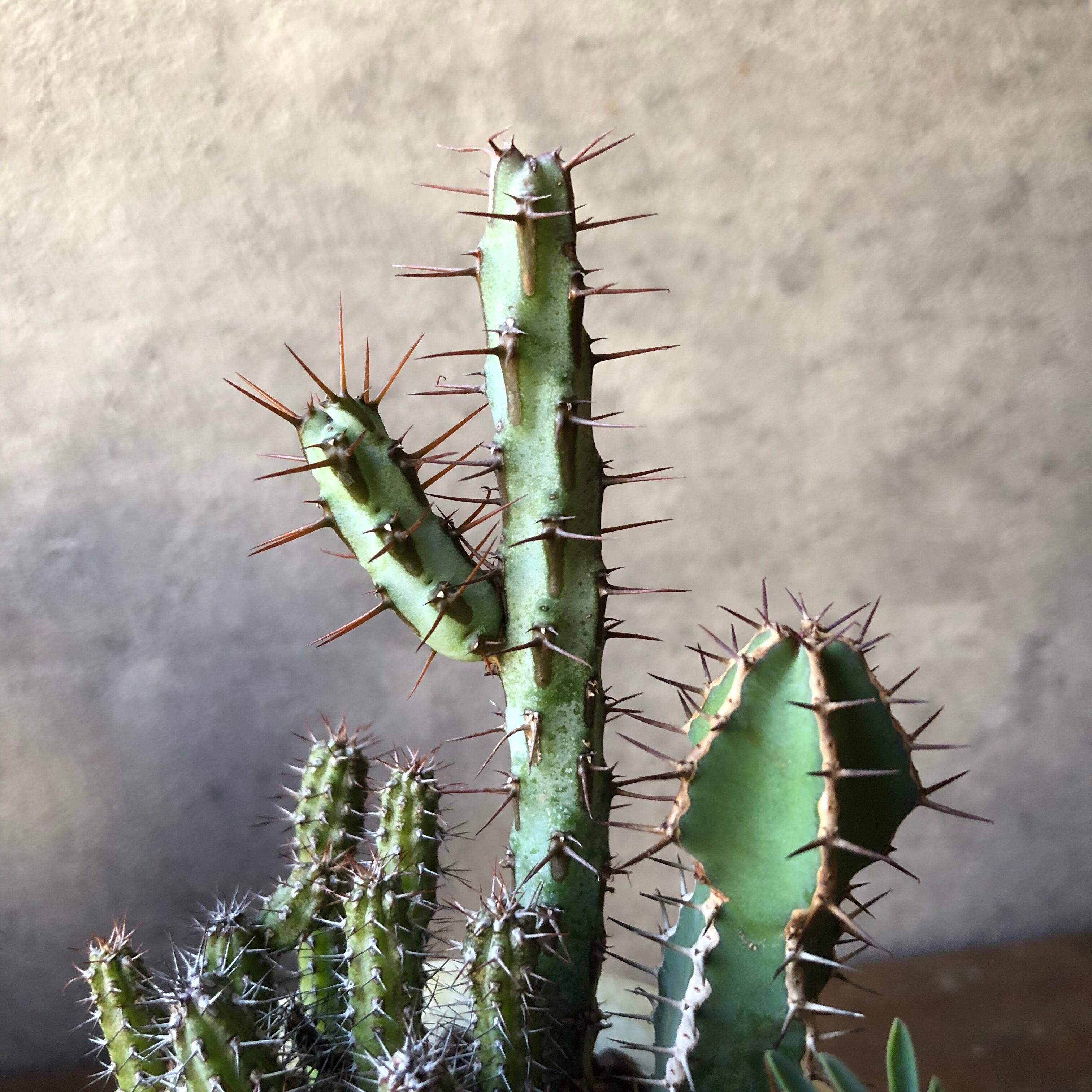 た*わ様 激レア　絶版　1/24 KING COBRA キングコブラ 未組み立て た*わ様 激レア 絶版 1/24 KING COBRA キングコブラ 未組み立て た