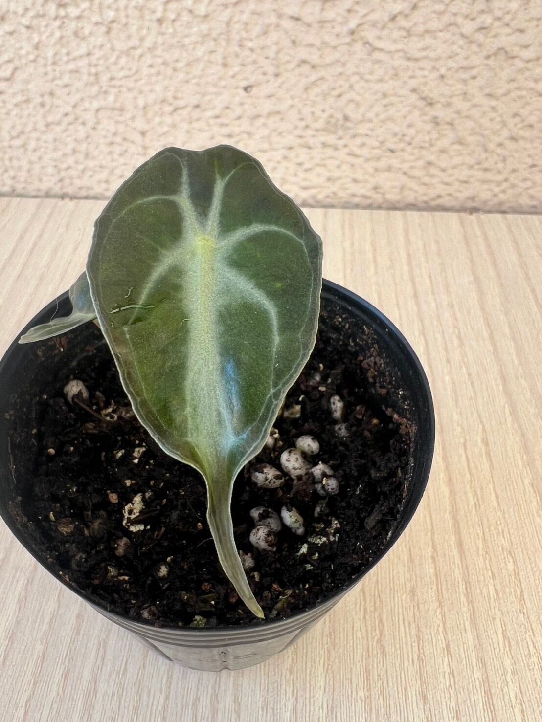 アロカシアヴェノム Alocasia Venom #v003 | トロピカルプランツ