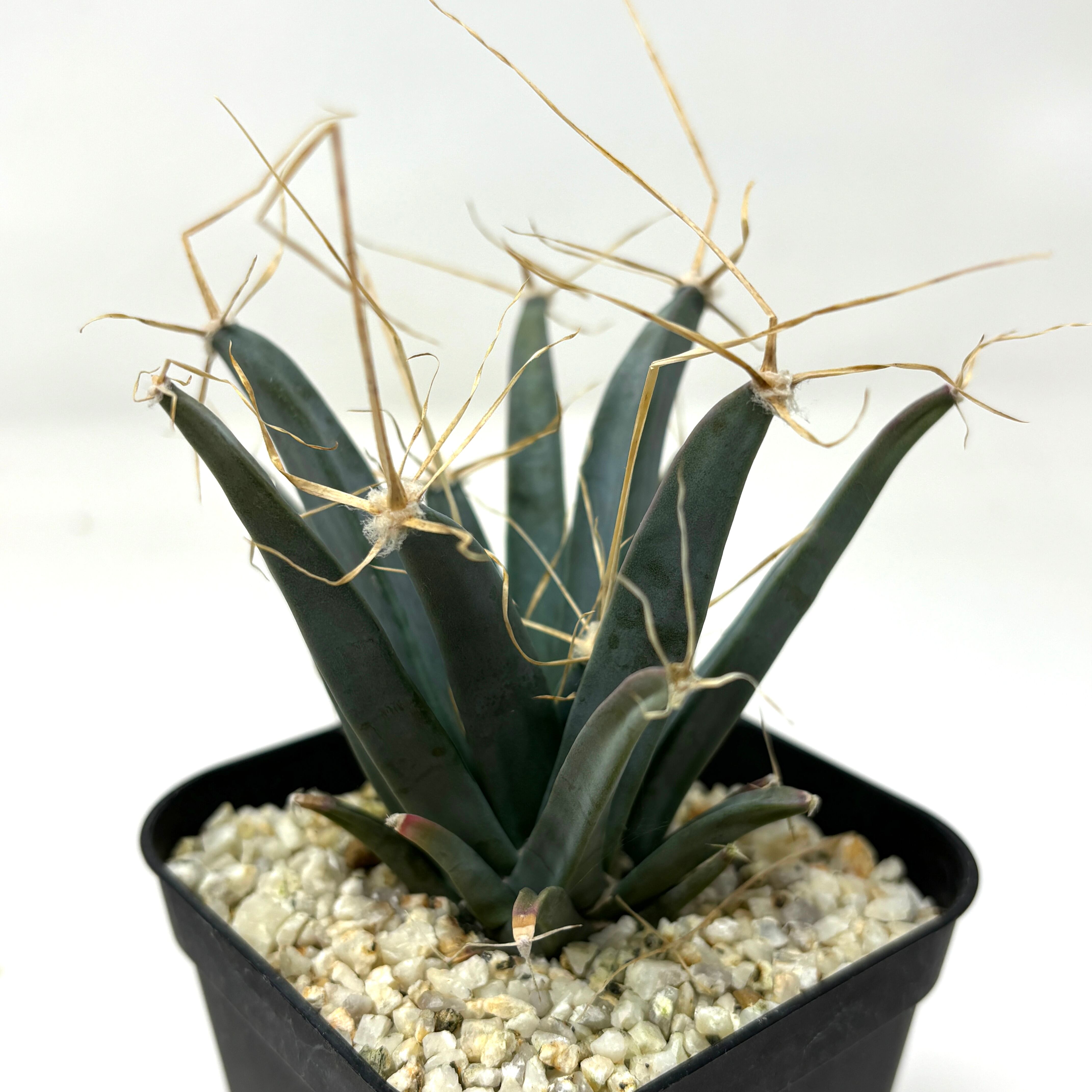 レウクテンベルギア 晃山【217】 | PROTOLEAF プロトリーフ