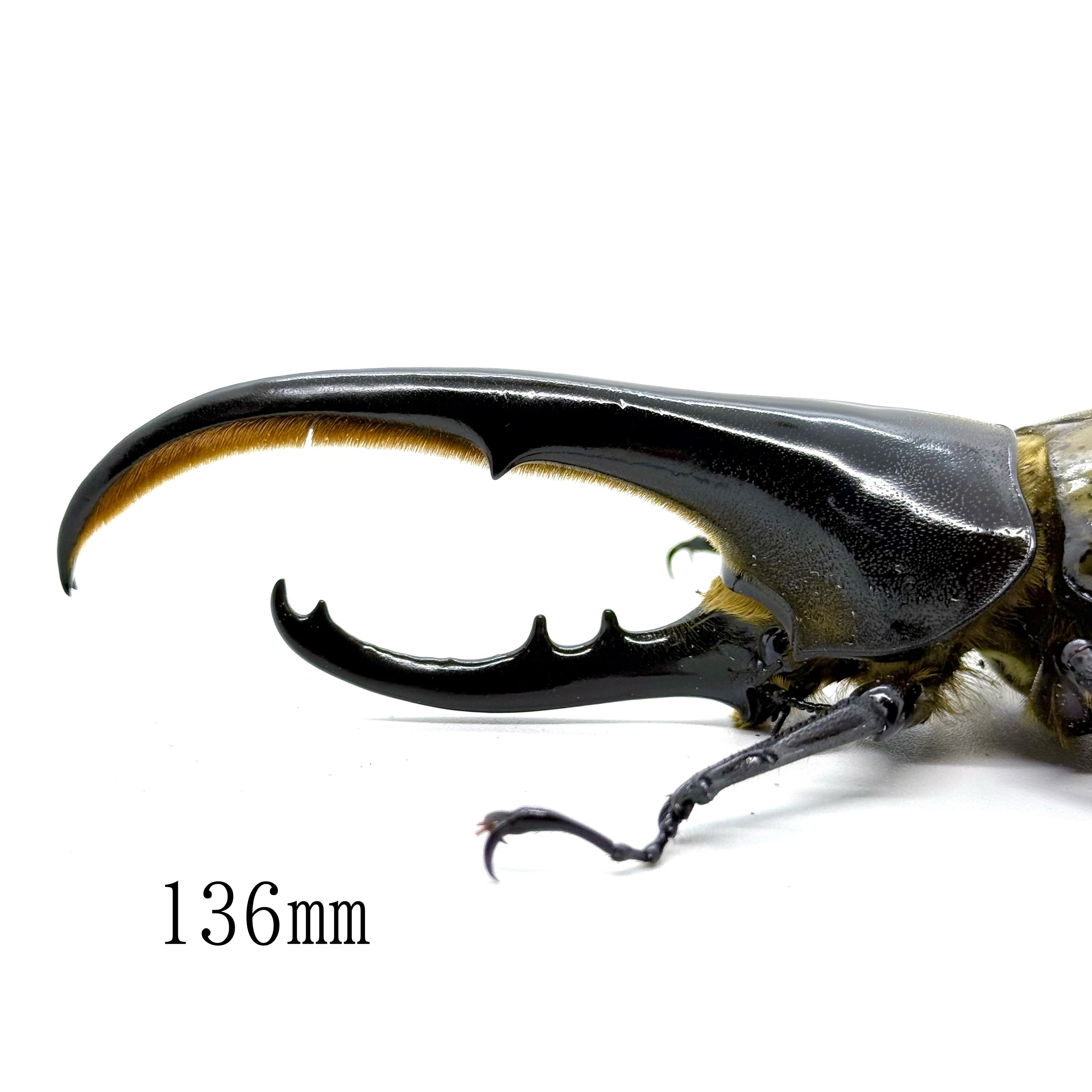 136㎜ / 成虫 / オス / ヘラクレスオオカブト