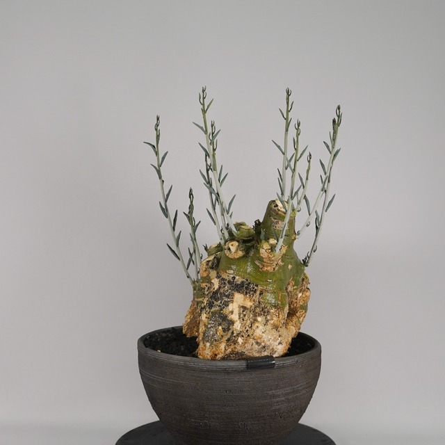 F60 アデニア ペチュエリー Adenia pechuelii ナミビア産 発根済み 現地球