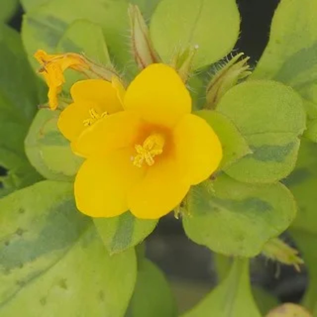 リシマキア コンジェスティフロラ 'バリエガータ'