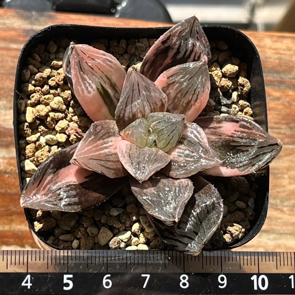 ハオルチア 玉潭寿錦 | mocono_plants