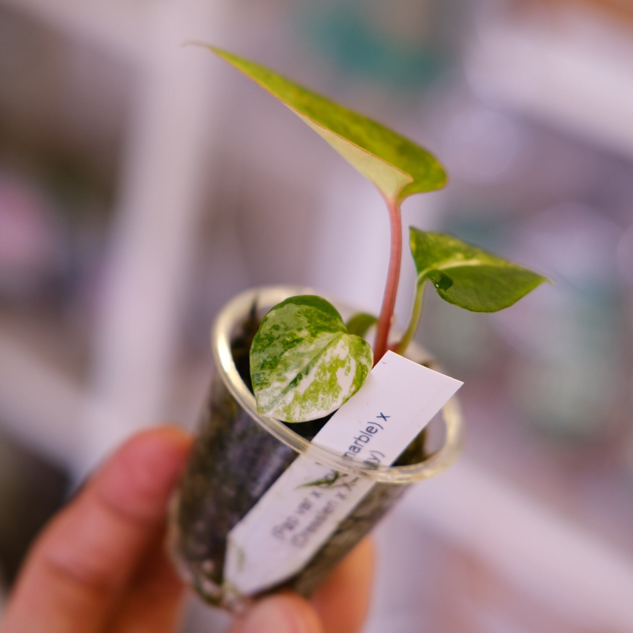 Anthurium (Papililaminum variegated × Crystallinum marble