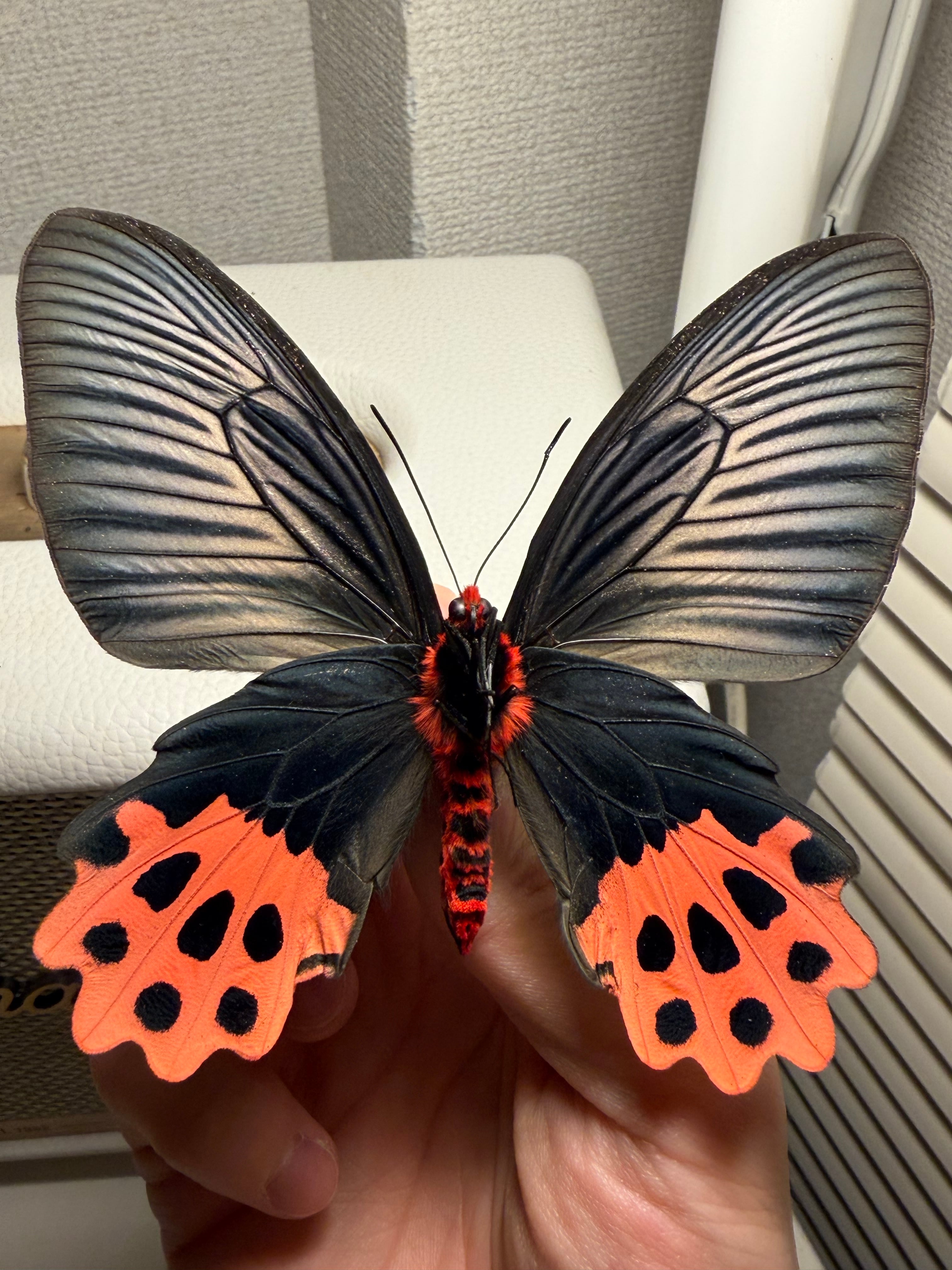 表展翅♀】アケボノアゲハ Atrophaneura horishana 標本 Papilio 蝶