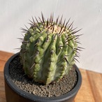 Copiapoa cinerea var. columna-alba【コピアポア・孤竜丸】