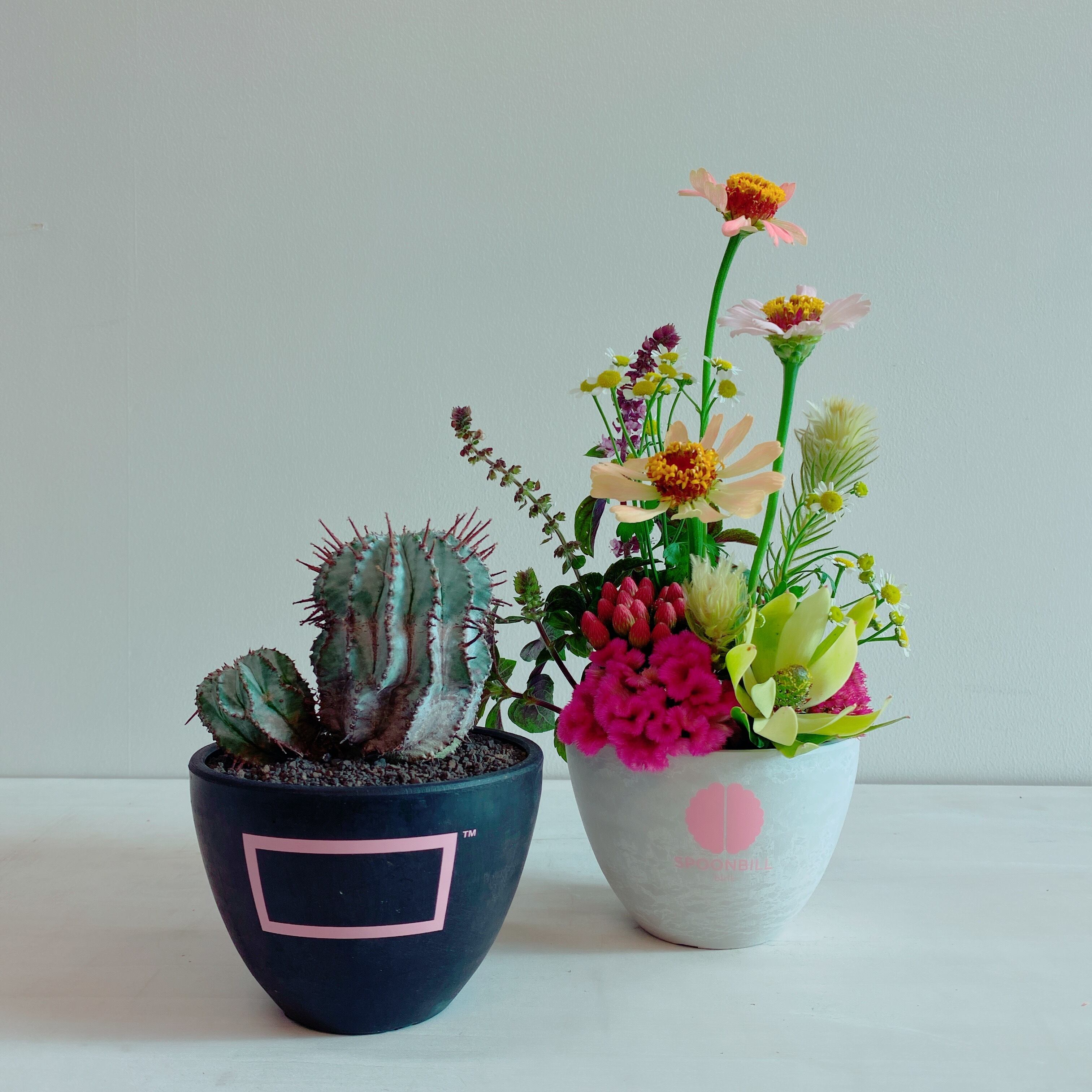 BOTANIZE×SPOONBILL×.blnk/PLASTIC POT-WH | SPOONBILL ONLINE SHOP