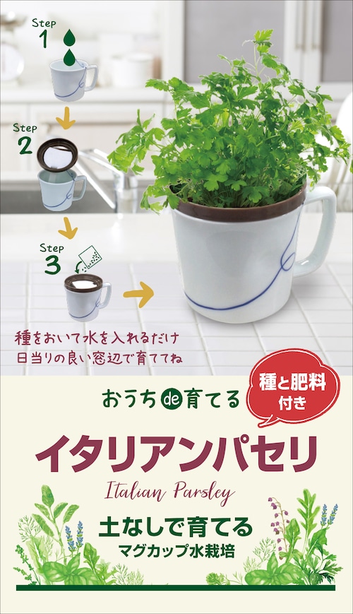 マグカップ水栽培　ハーブ野菜シリーズ「イタリアンパセリ」送料込(種有効期限　2025年2月末）