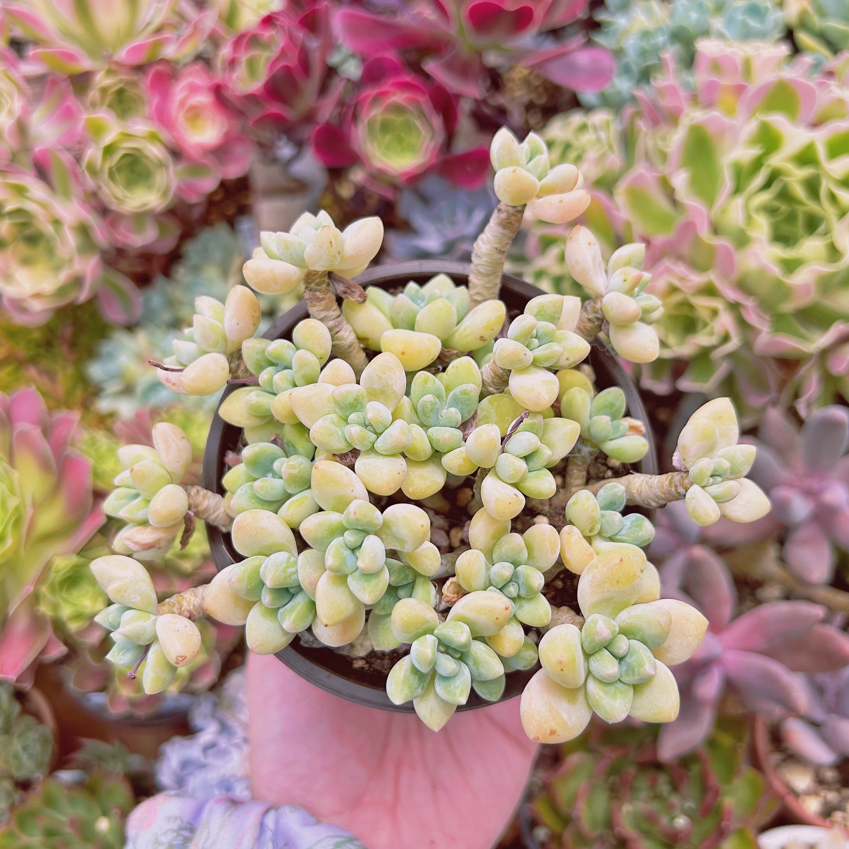 #008現物　多肉植物　ホワイトケーキ　特大　抜き苗