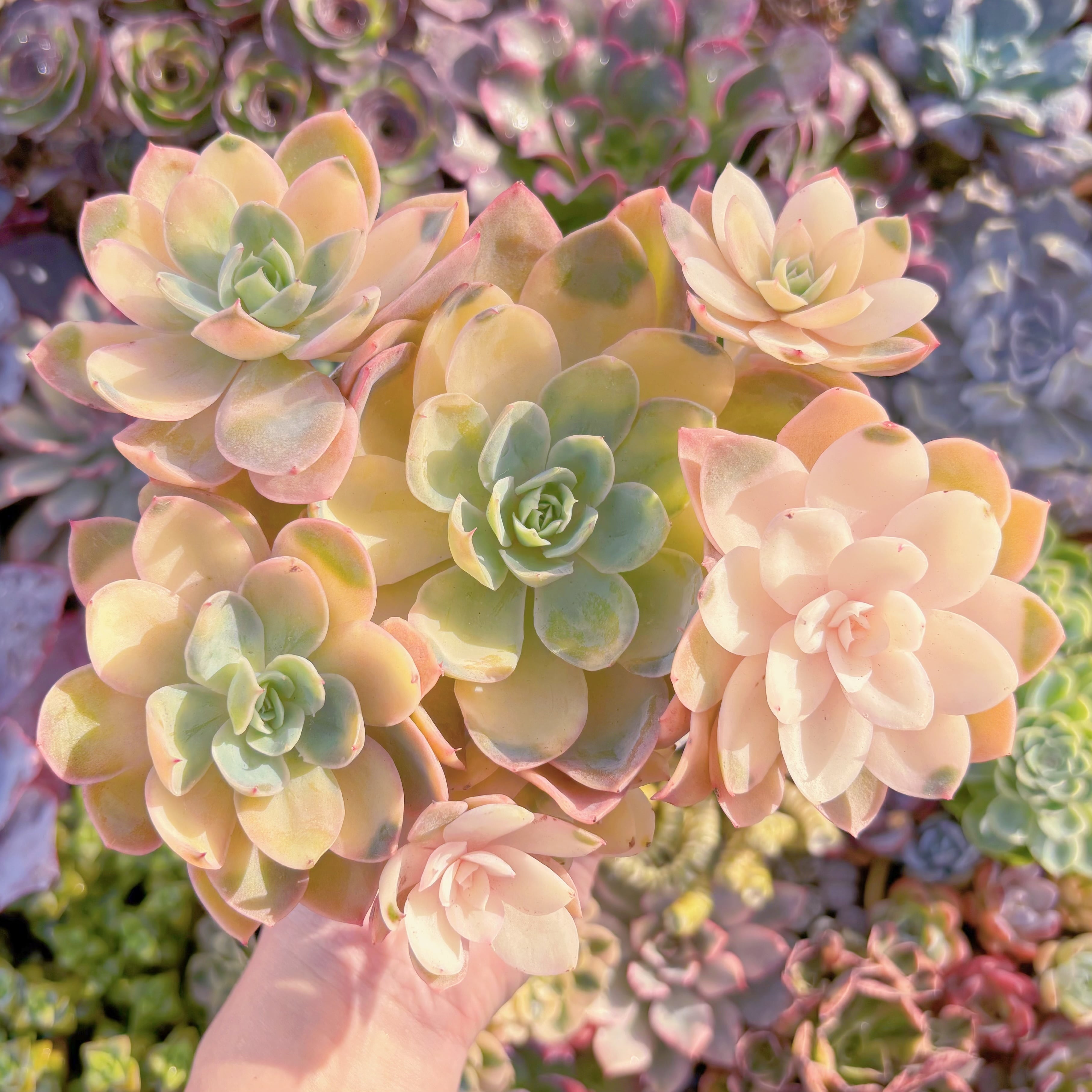 多肉植物　シルクベール錦　大群生　新入荷　るる農園