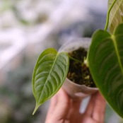 アンスリウム・ベイチー / Anthurium Veitchii / 観葉植物⑧