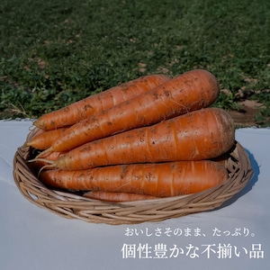【訳あり】ニセコ産 土付きにんじん（天翔五寸） 約4.5kg 【サイズ混合】 鮮度保持のための土付き発送