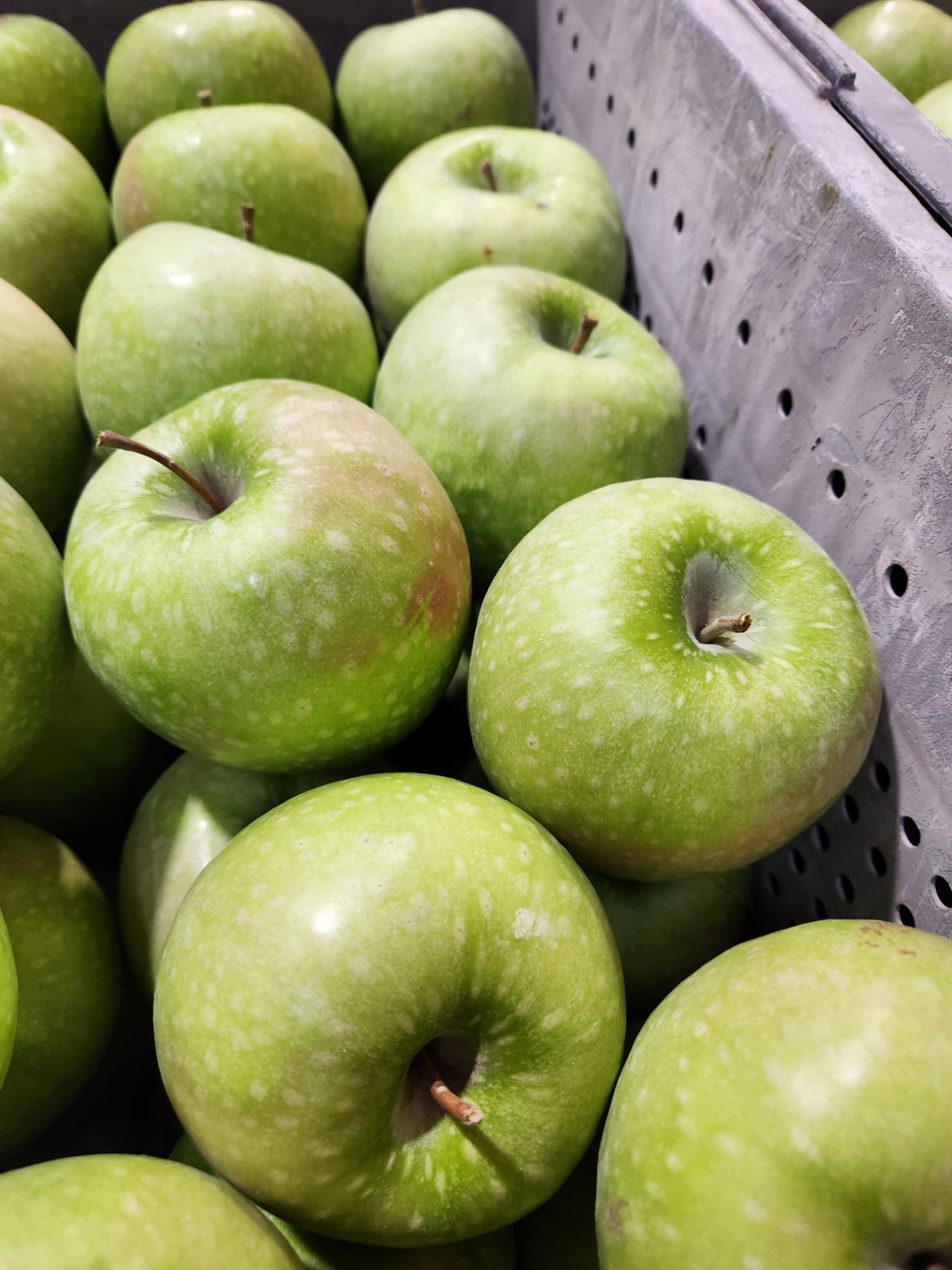 樹上完熟グラニースミス5kg（赤秀～秀ランク）（14-25玉） | フルーツ