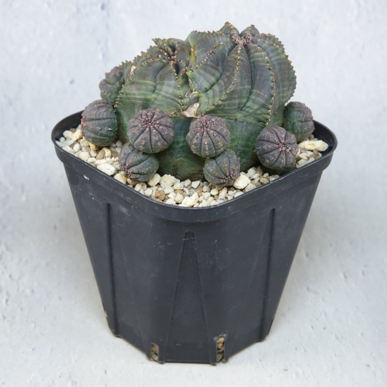 厳選株】最大幅約6.7cm 仔吹き 円扇石化 オベサ / ユーフォルビア