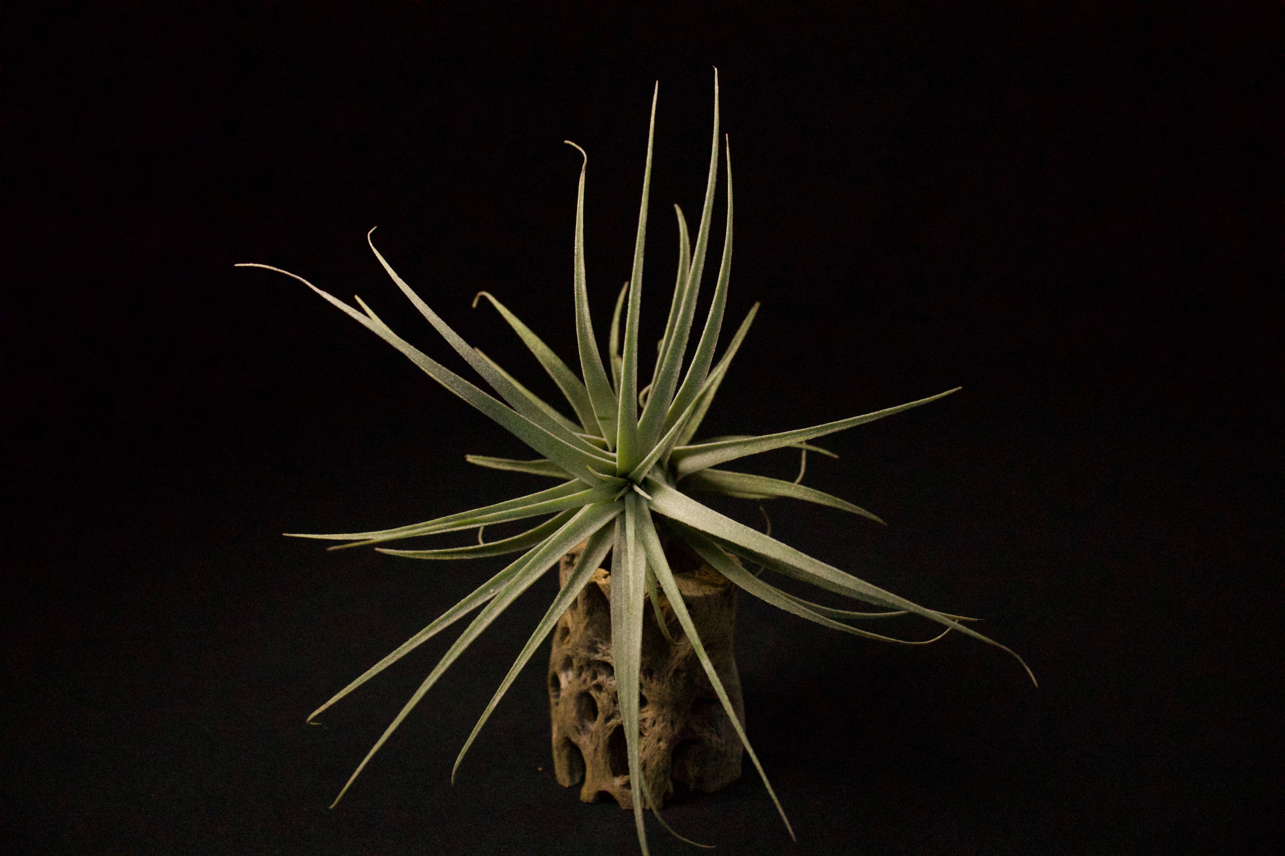 xerographica × ionantha 〔エアプランツ〕T3717 xerographica × ionantha 〔エアプランツ〕T3717