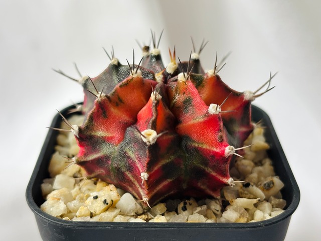 Gymnocalycium mihanovichii  緋牡丹錦　サボテン