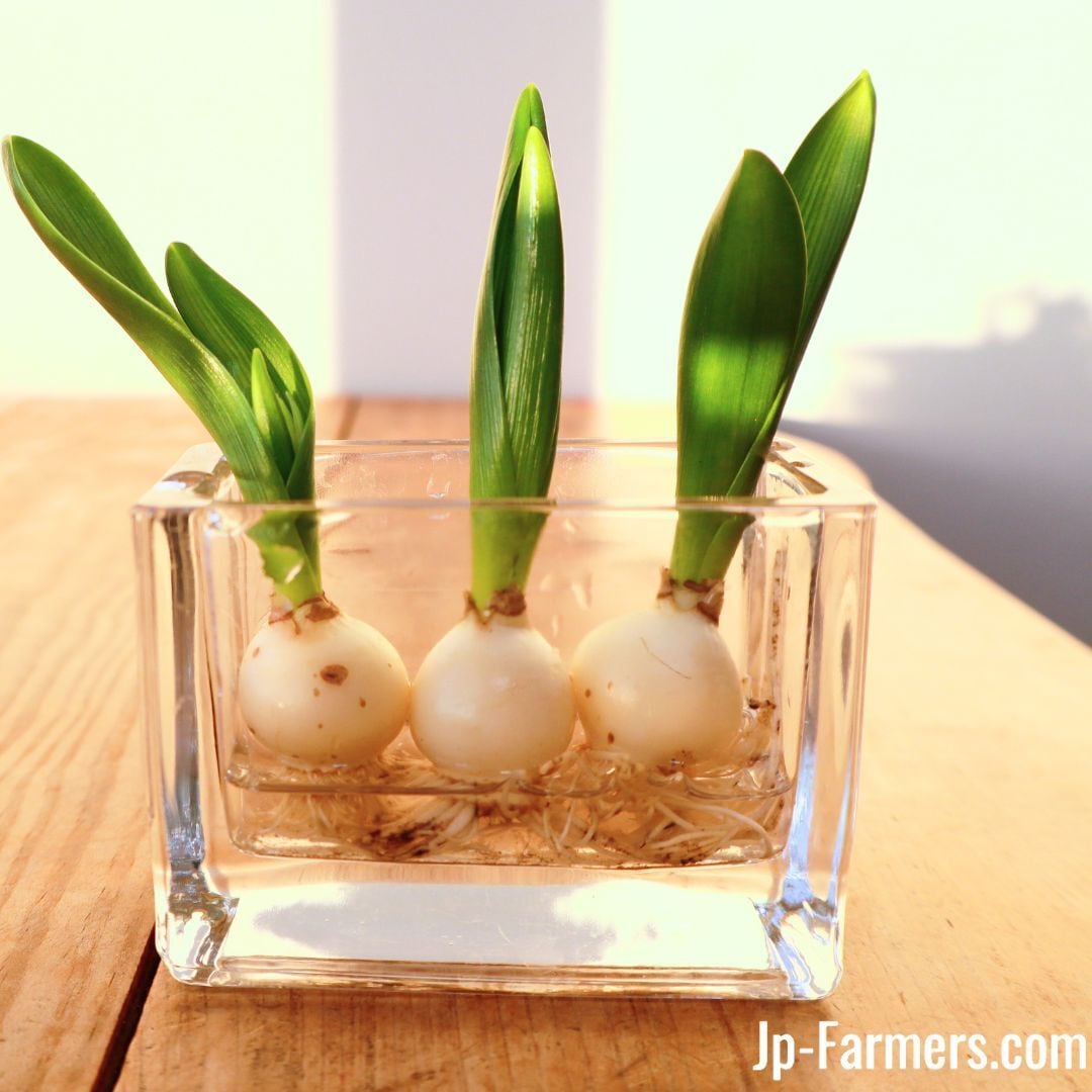 歴史ある産地！JA高岡農協 球根付きオーニソガラム ホワイトトロフィー