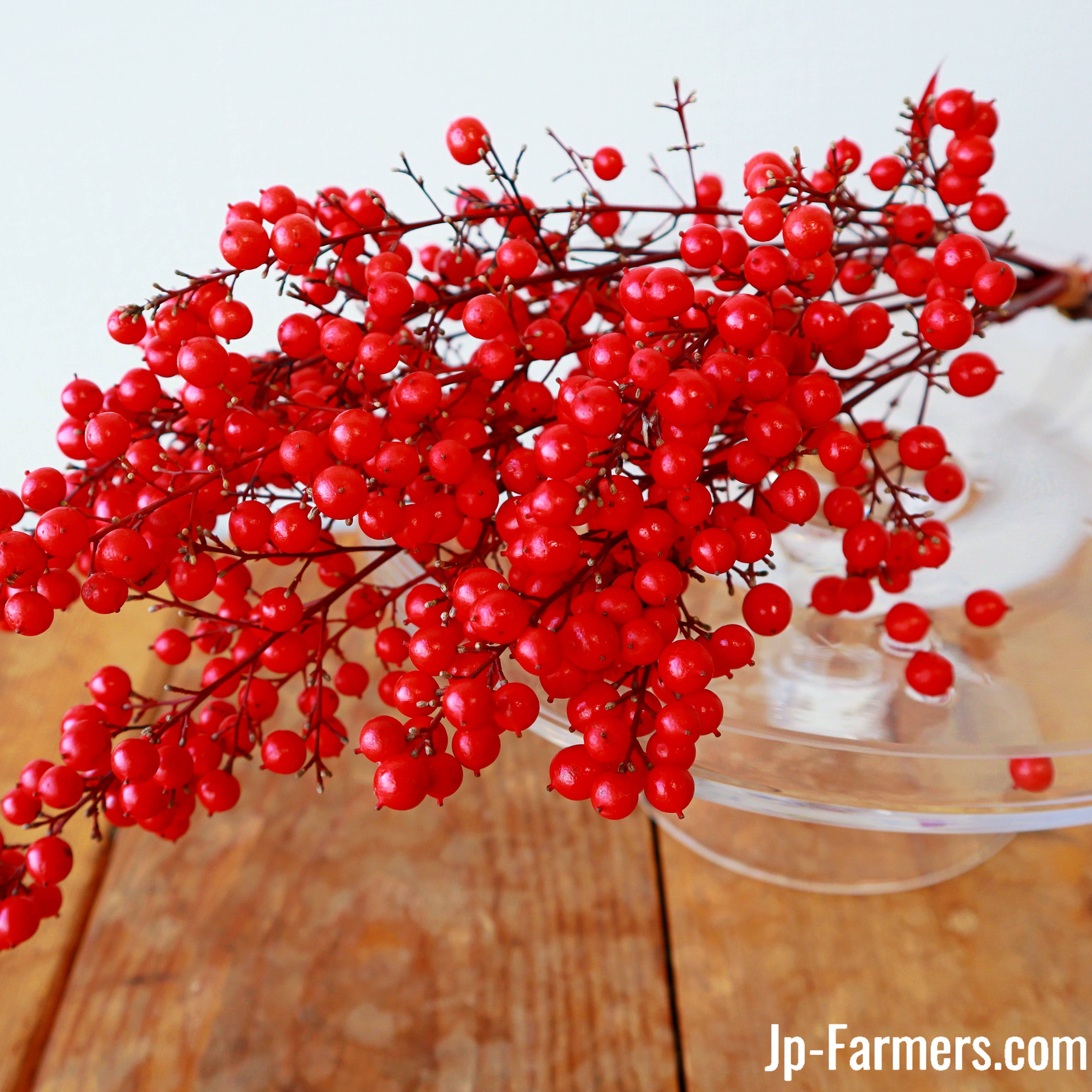 難を転じて福となす お正月用 南天の実 原体販売 1束 Jp Farmers Com