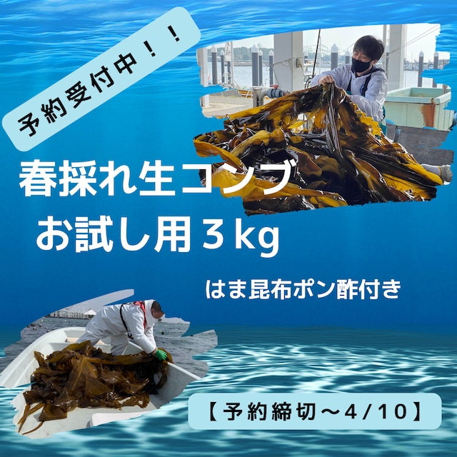 2024年 春採れ 生コンブ 『お試し用3kg』 はま昆布ポン酢付き【※予約締切～4/10】