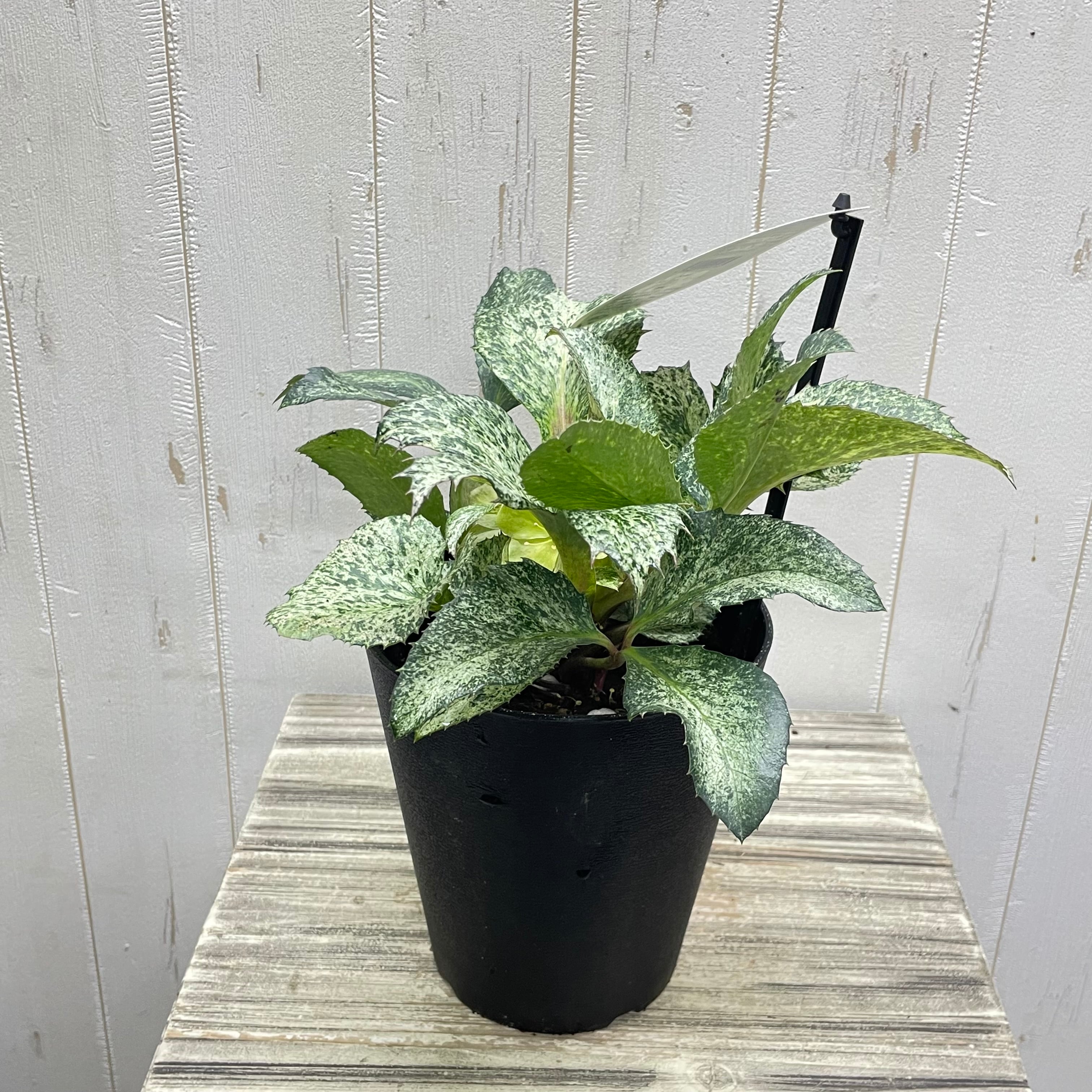 ① 特別限定品‼︎ 斑入りの葉が美しい5年物のクリスマスローズ・スノーフィーバー クリスマスローズ『スノーフィーバー』斑入り 5号／粉雪のような明るい