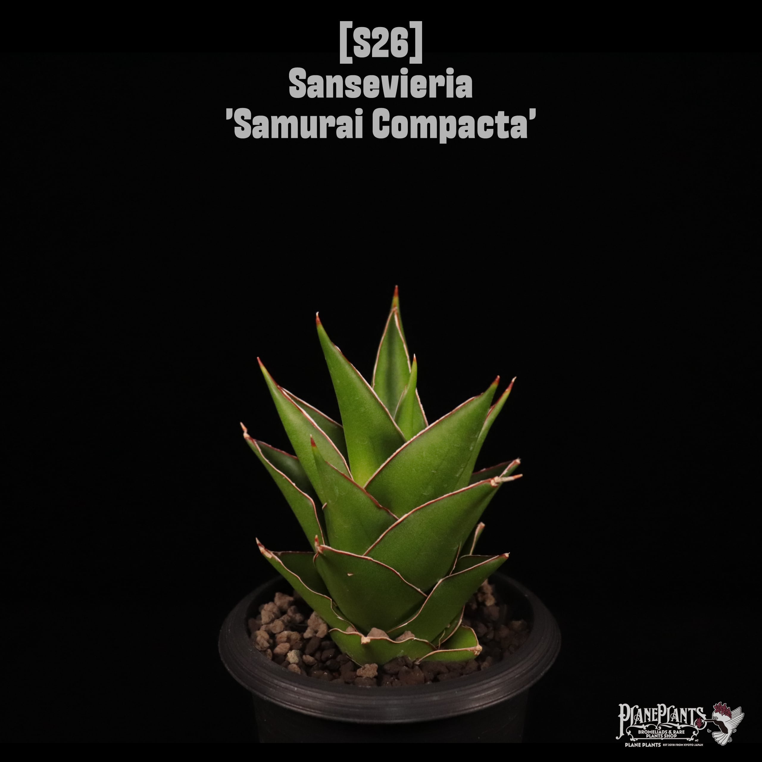 【送料無料】Sansevieria 'Samurai Compacta'〔サンセベリア〕現品発送S26